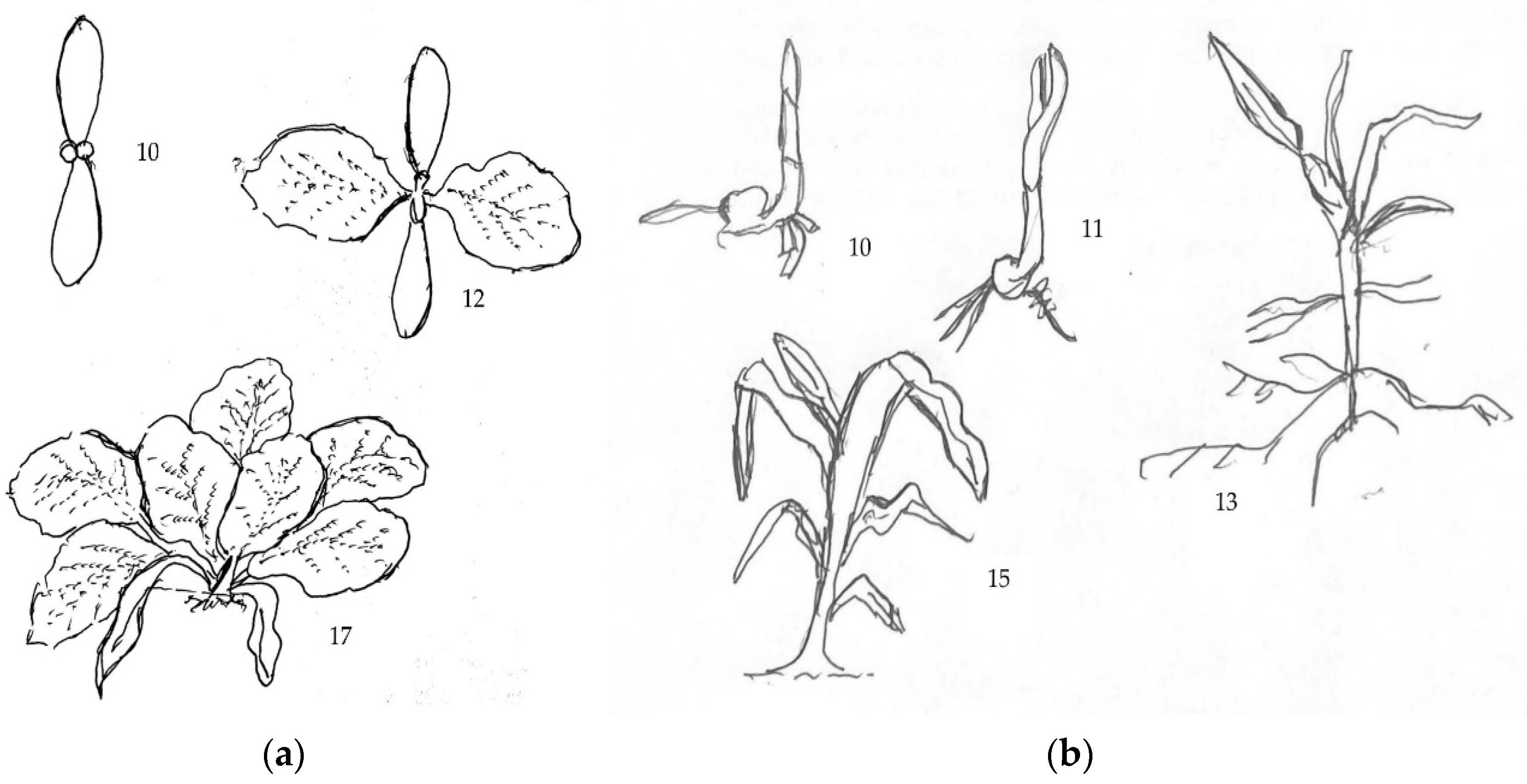 Agronomy 13 02873 g003