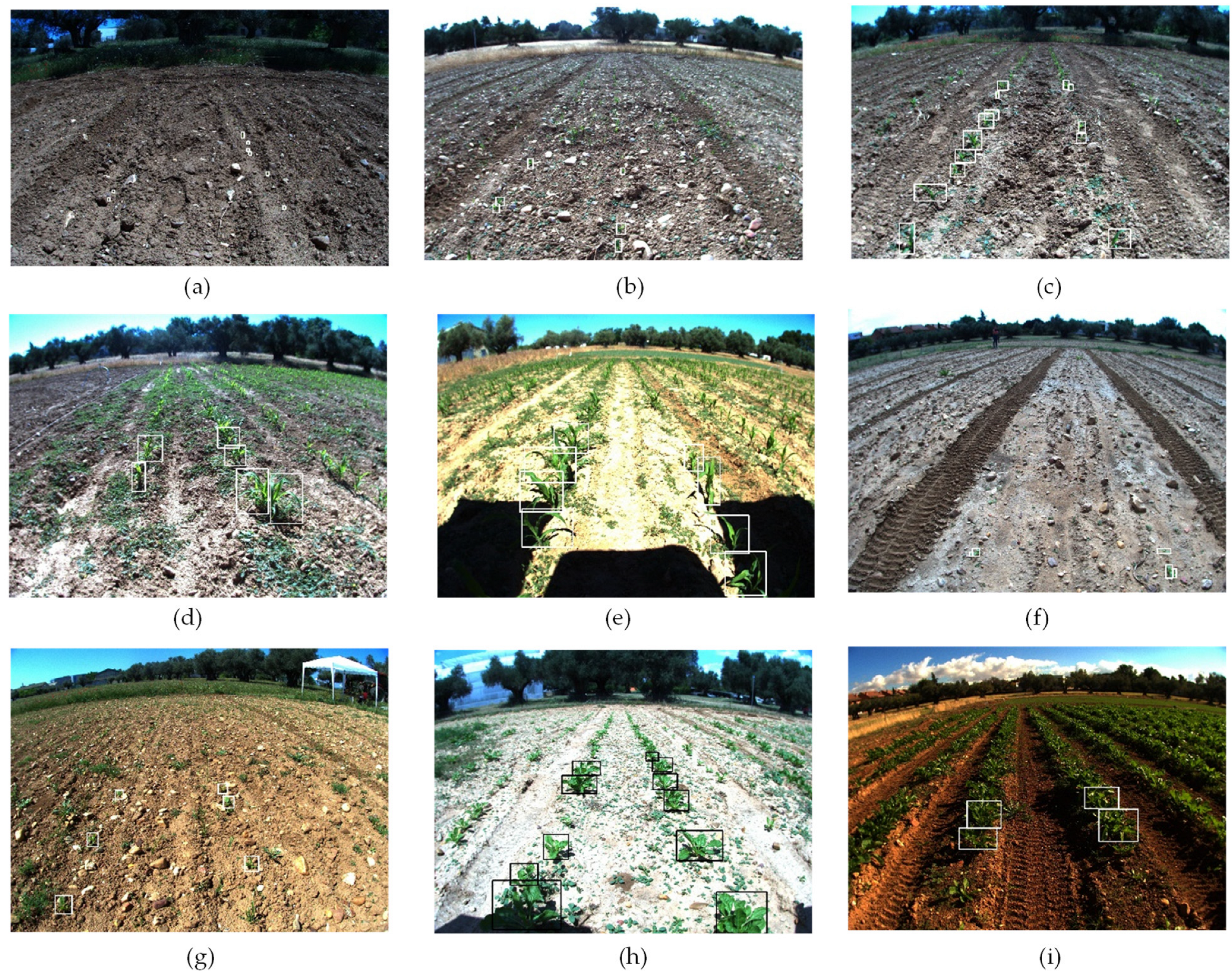 Agronomy 13 02873 g004