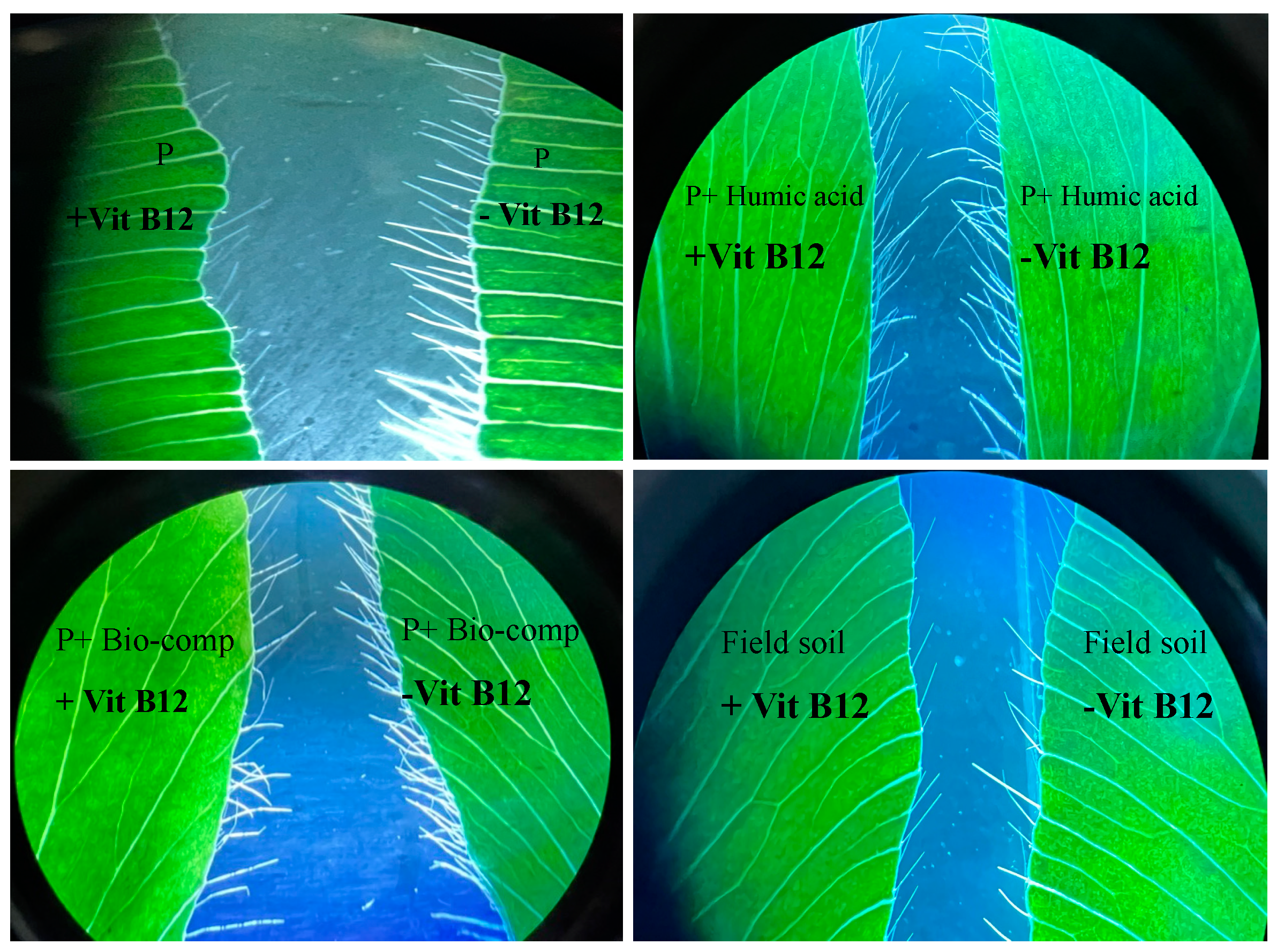 Agronomy 13 02885 g003