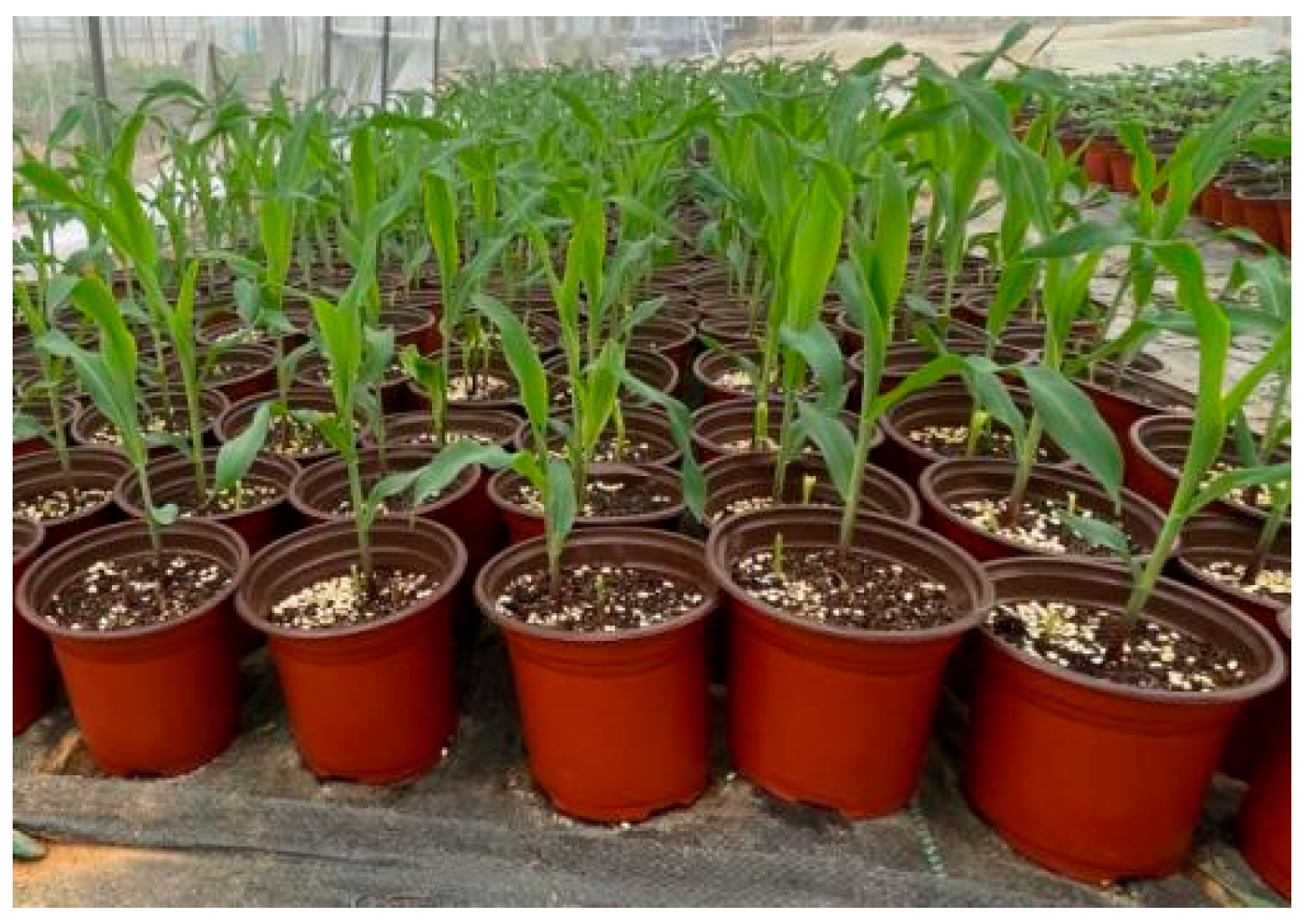 Agronomy 13 02890 g001