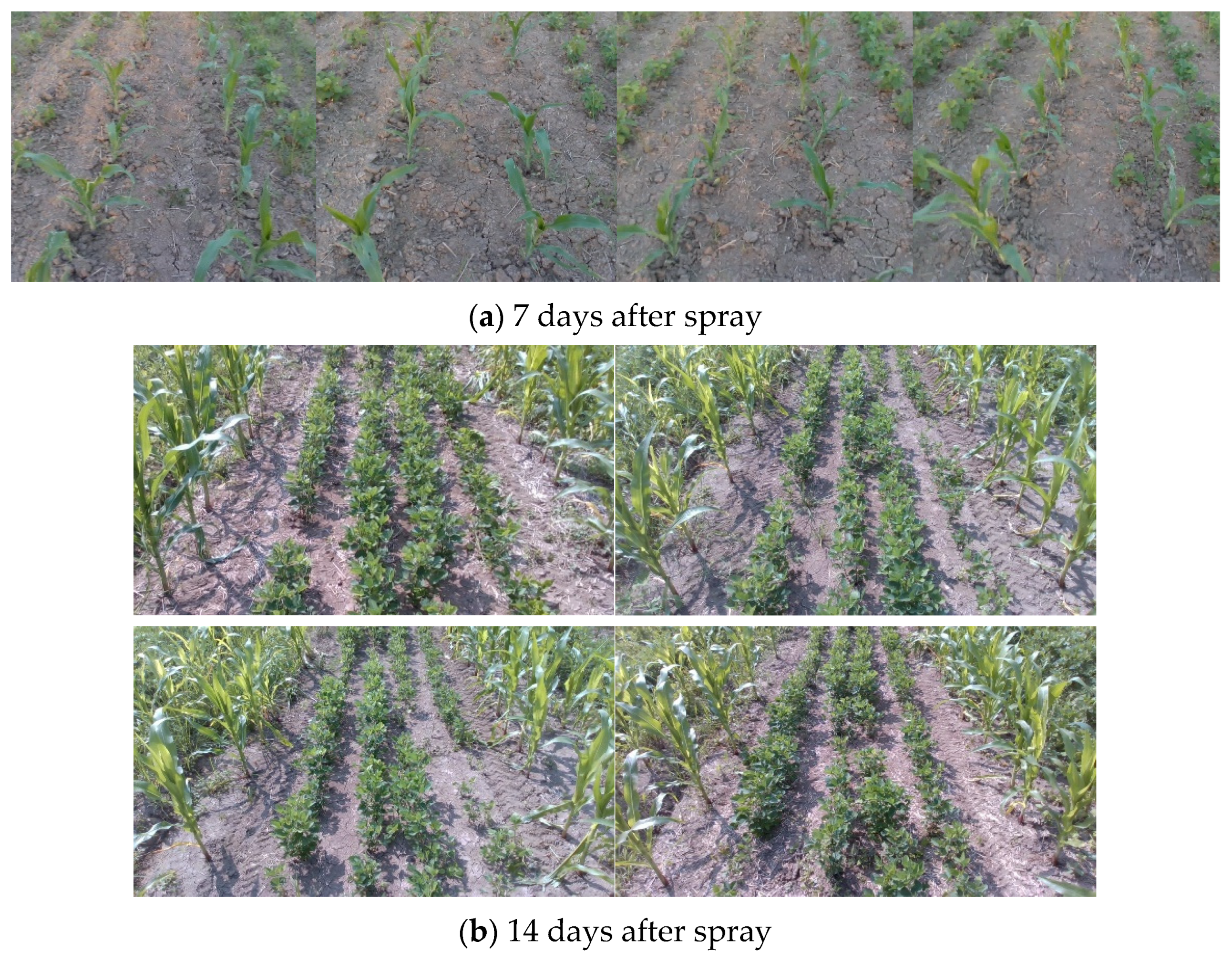 Agronomy 13 02890 g009