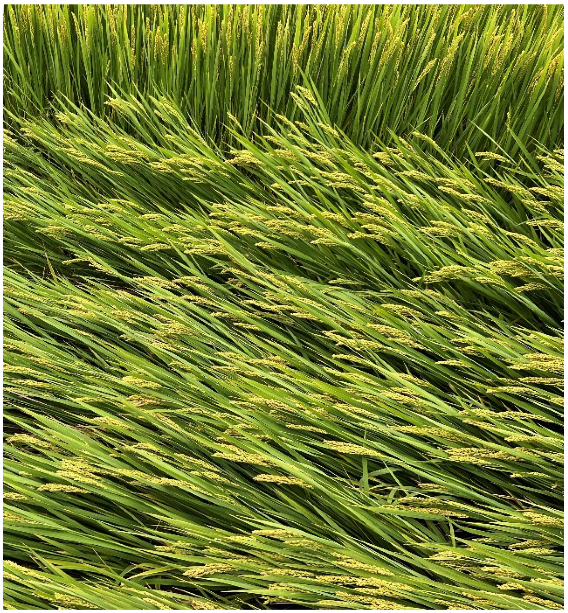 Agronomy 13 02908 g007