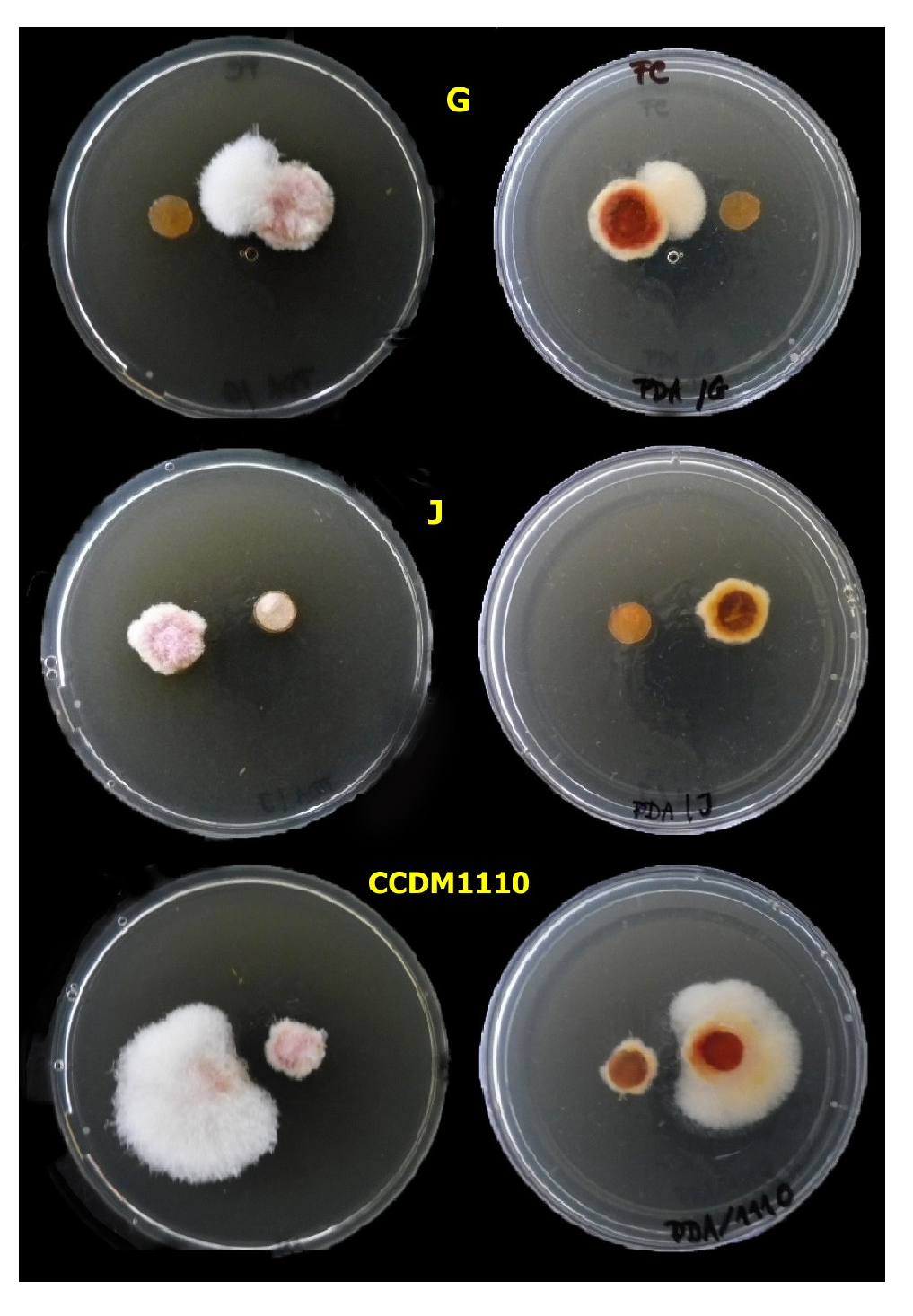 Agronomy 13 02911 g008