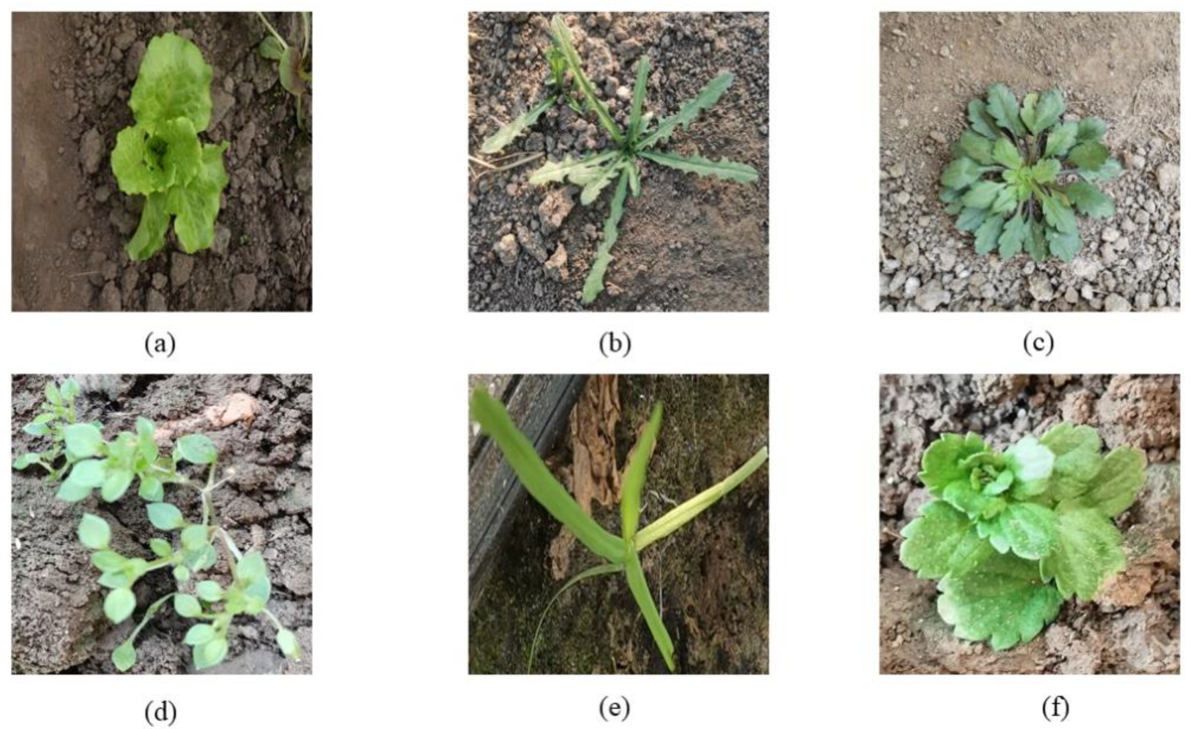 Agronomy 13 02915 g001