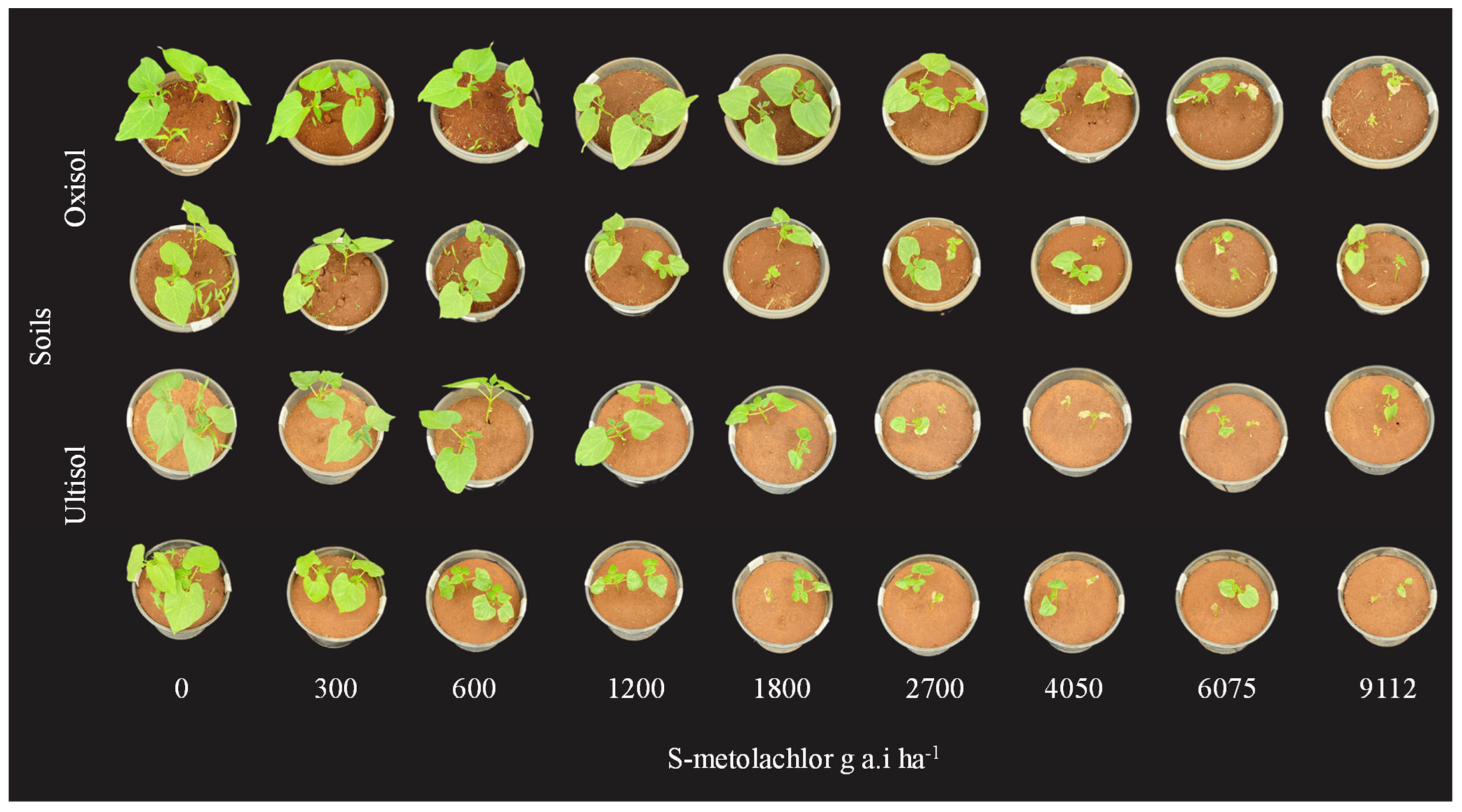 Agronomy 13 02919 g004