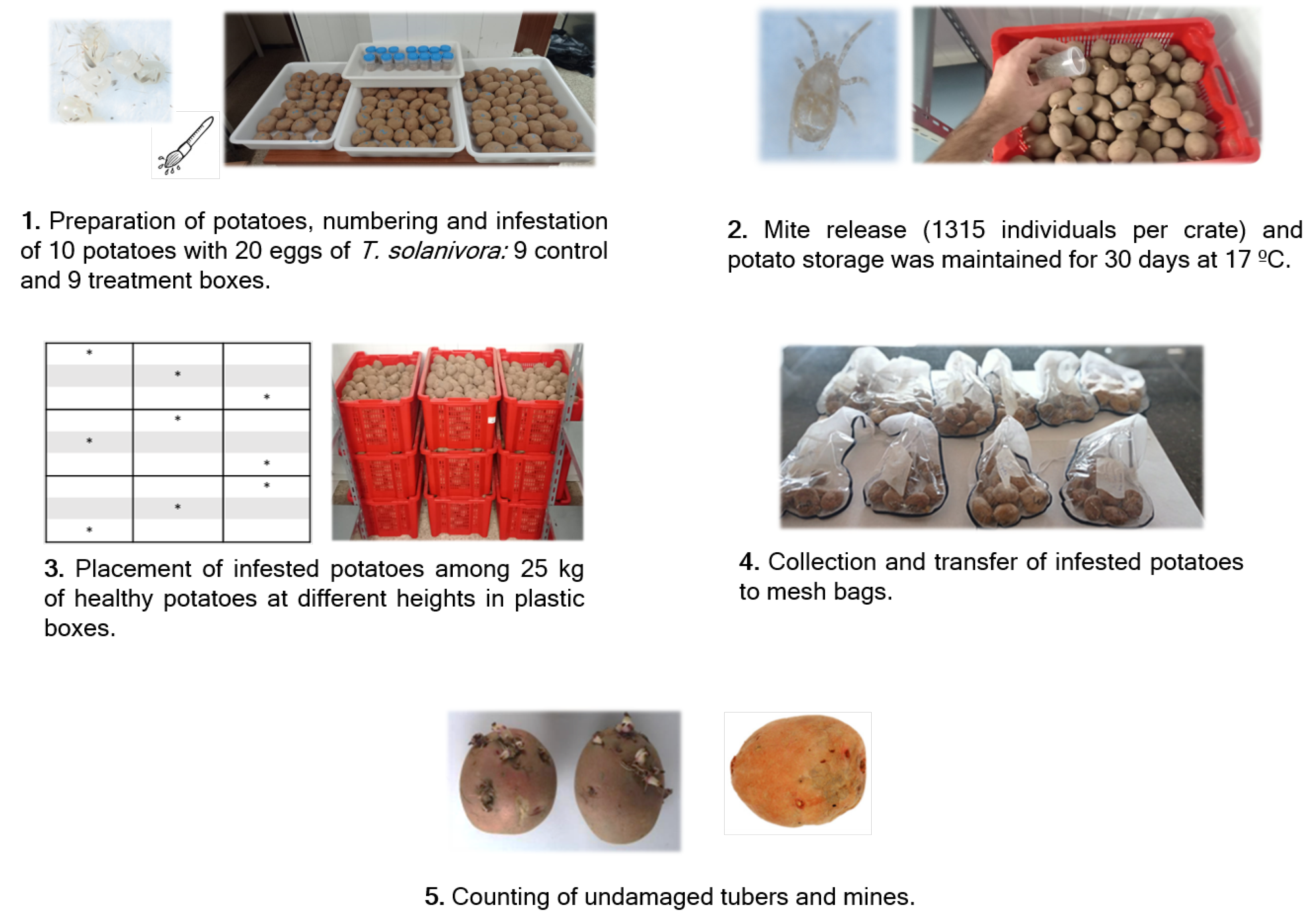 Agronomy 13 02927 g003