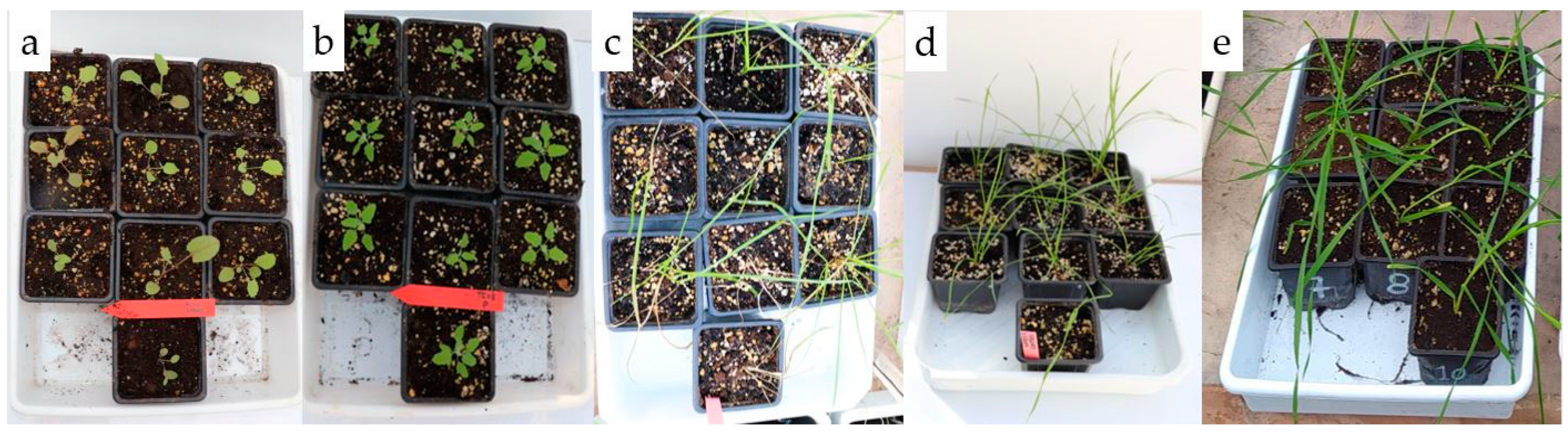 Agronomy 13 02938 g001