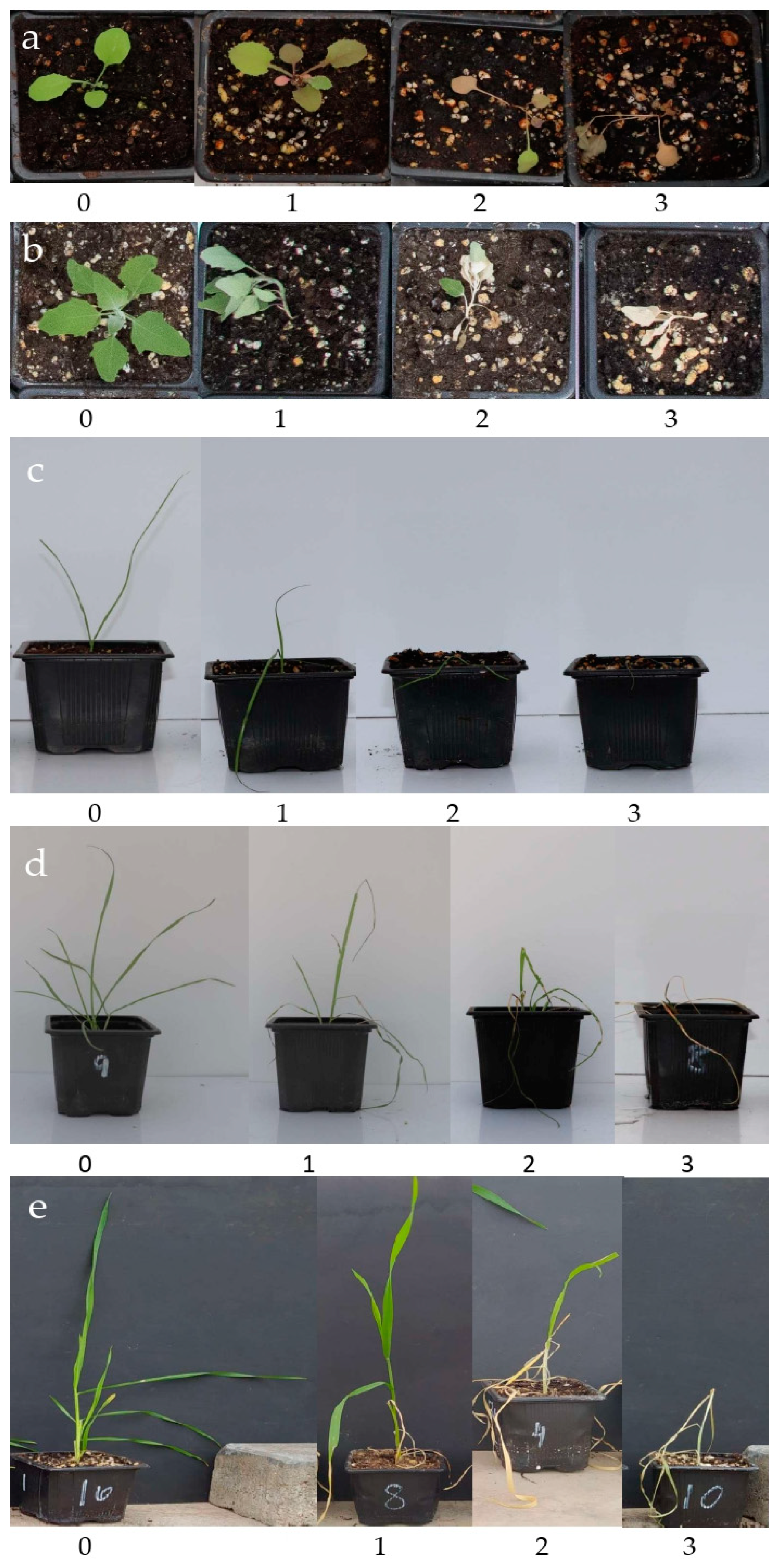 Agronomy 13 02938 g002