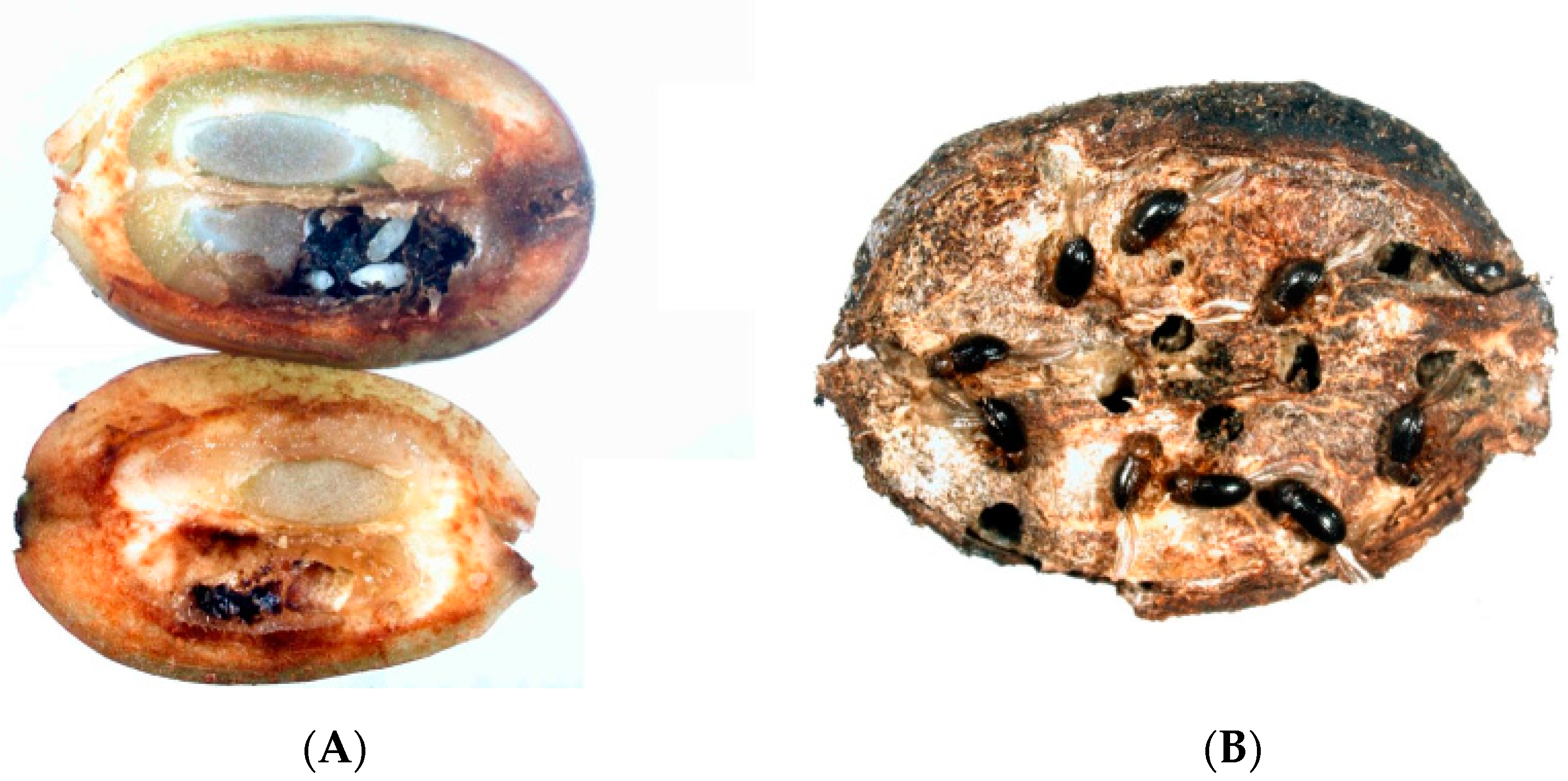 Agronomy 13 02940 g002