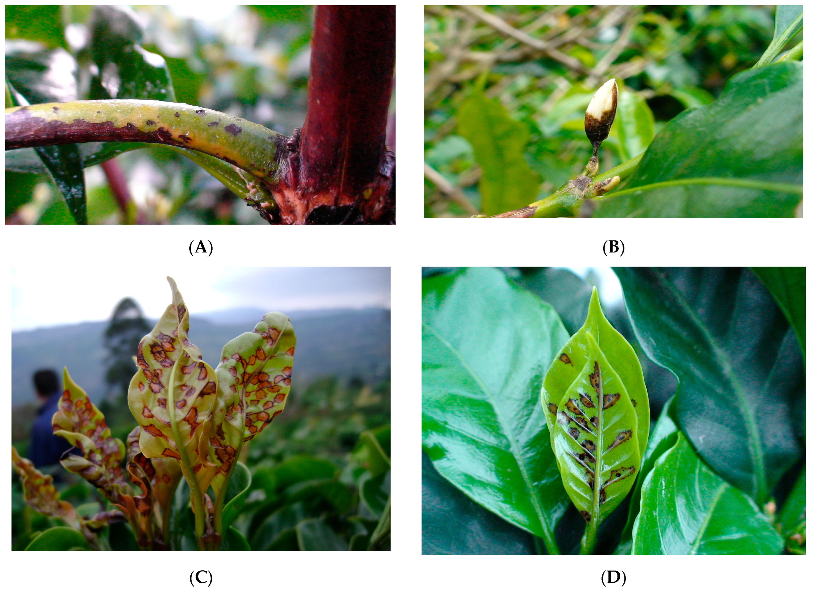 Agronomy 13 02940 g010