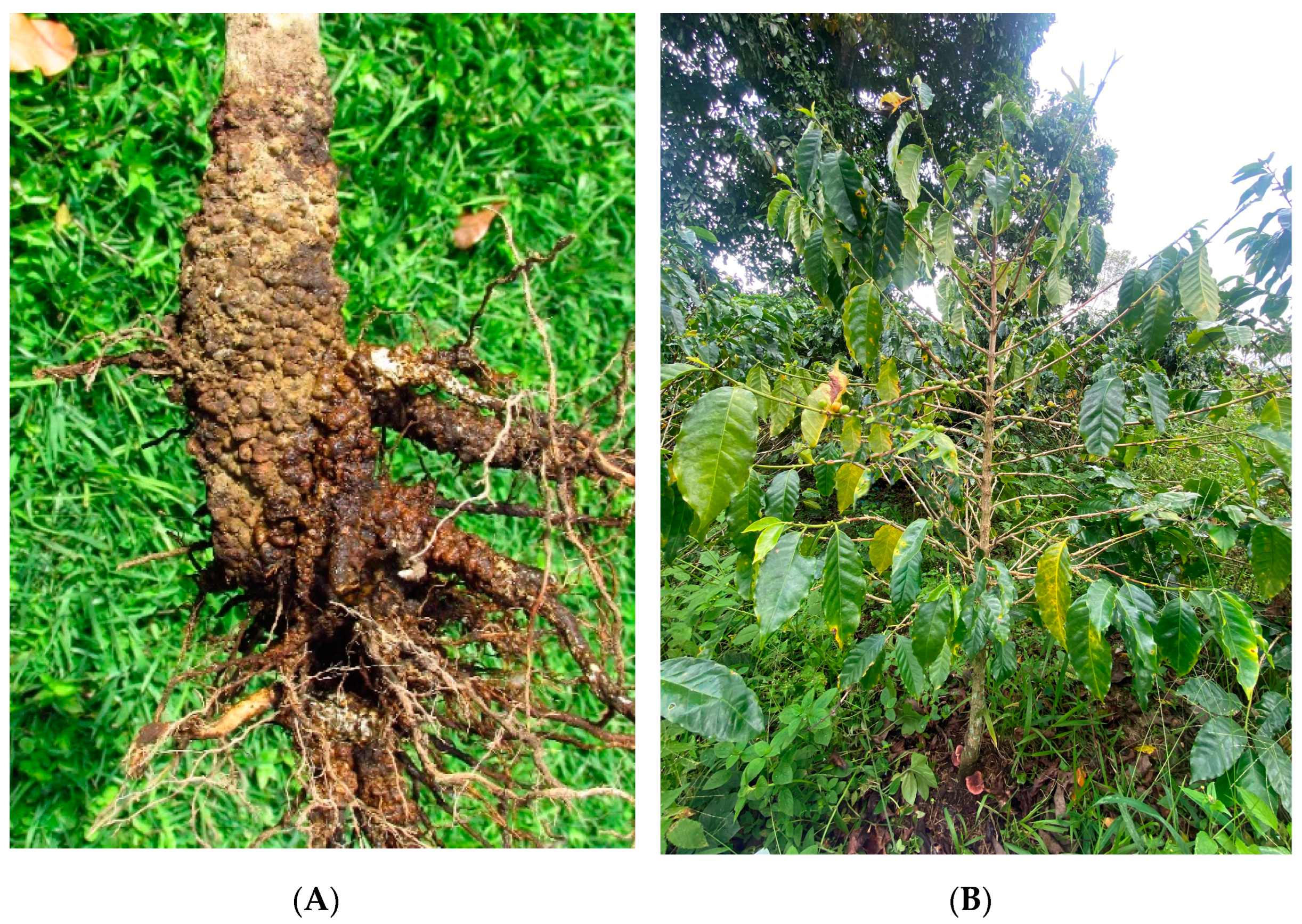 Agronomy 13 02940 g014