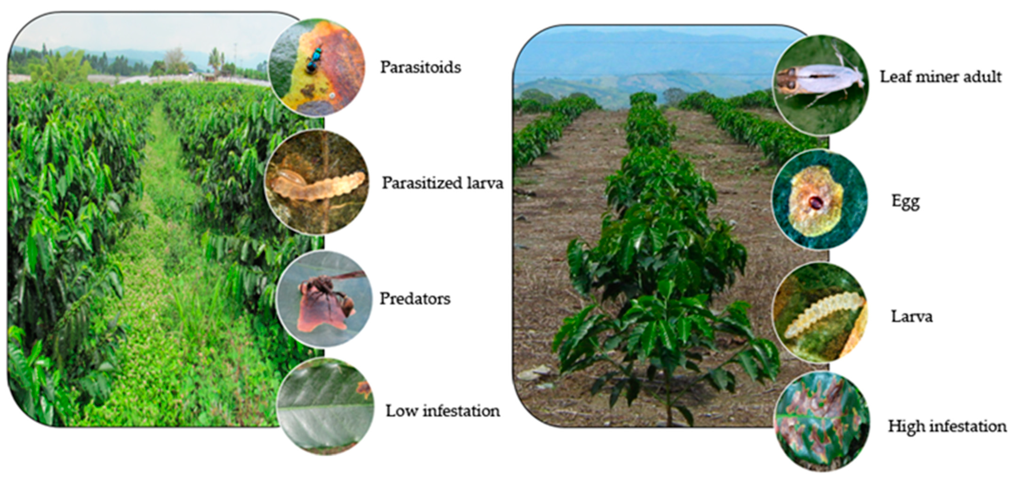 Agronomy 13 02940 g016