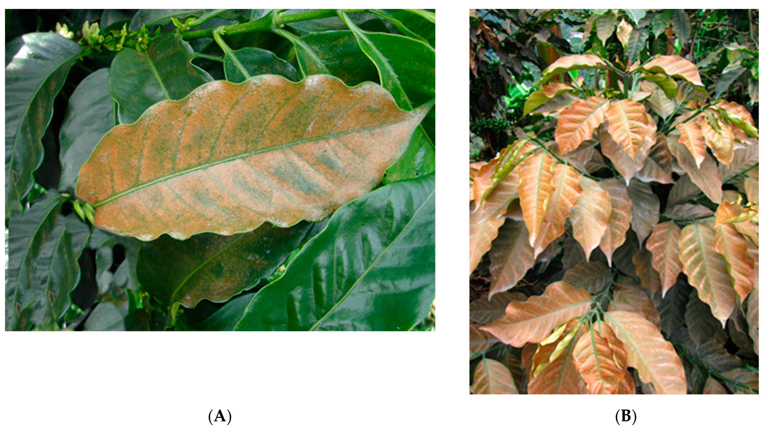 Agronomy 13 02940 g018