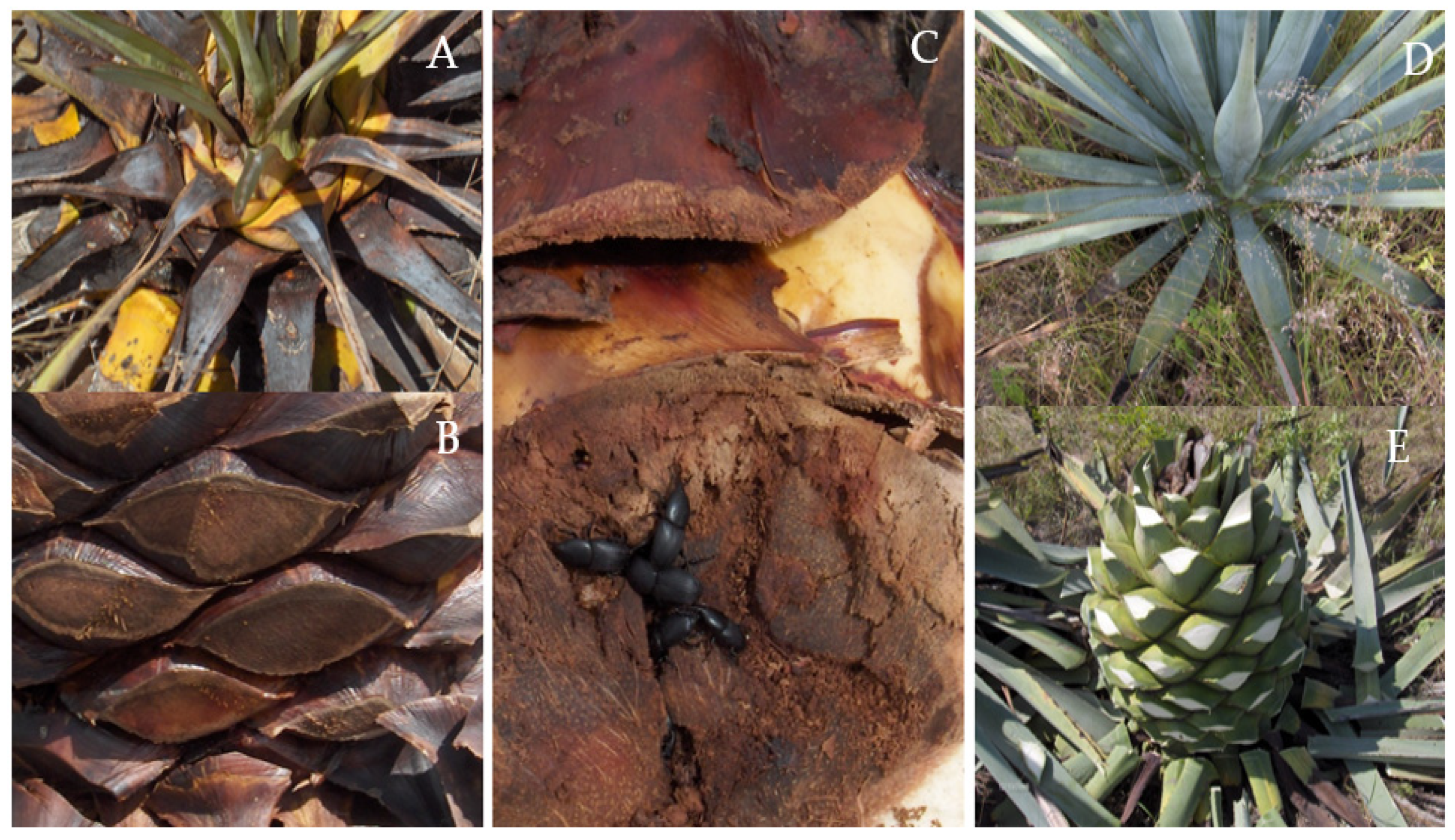 Agronomy 13 02946 g001