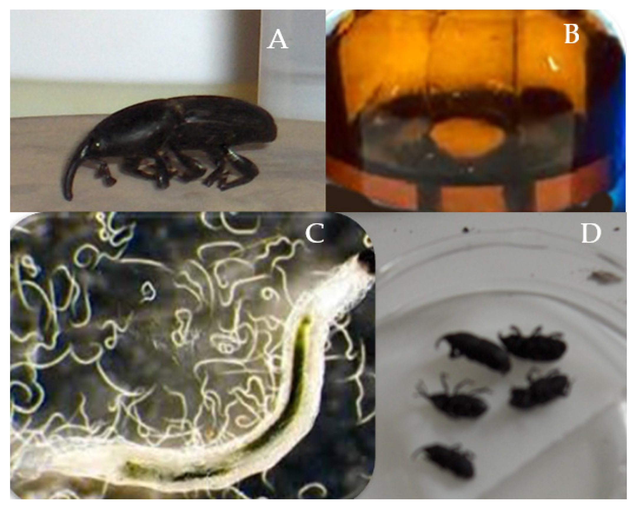 Agronomy 13 02946 g002