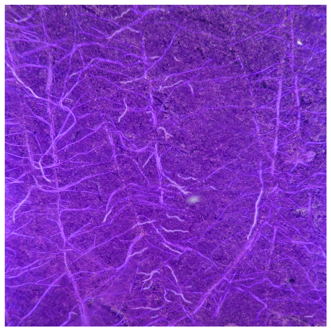 Agronomy 13 02955 g002