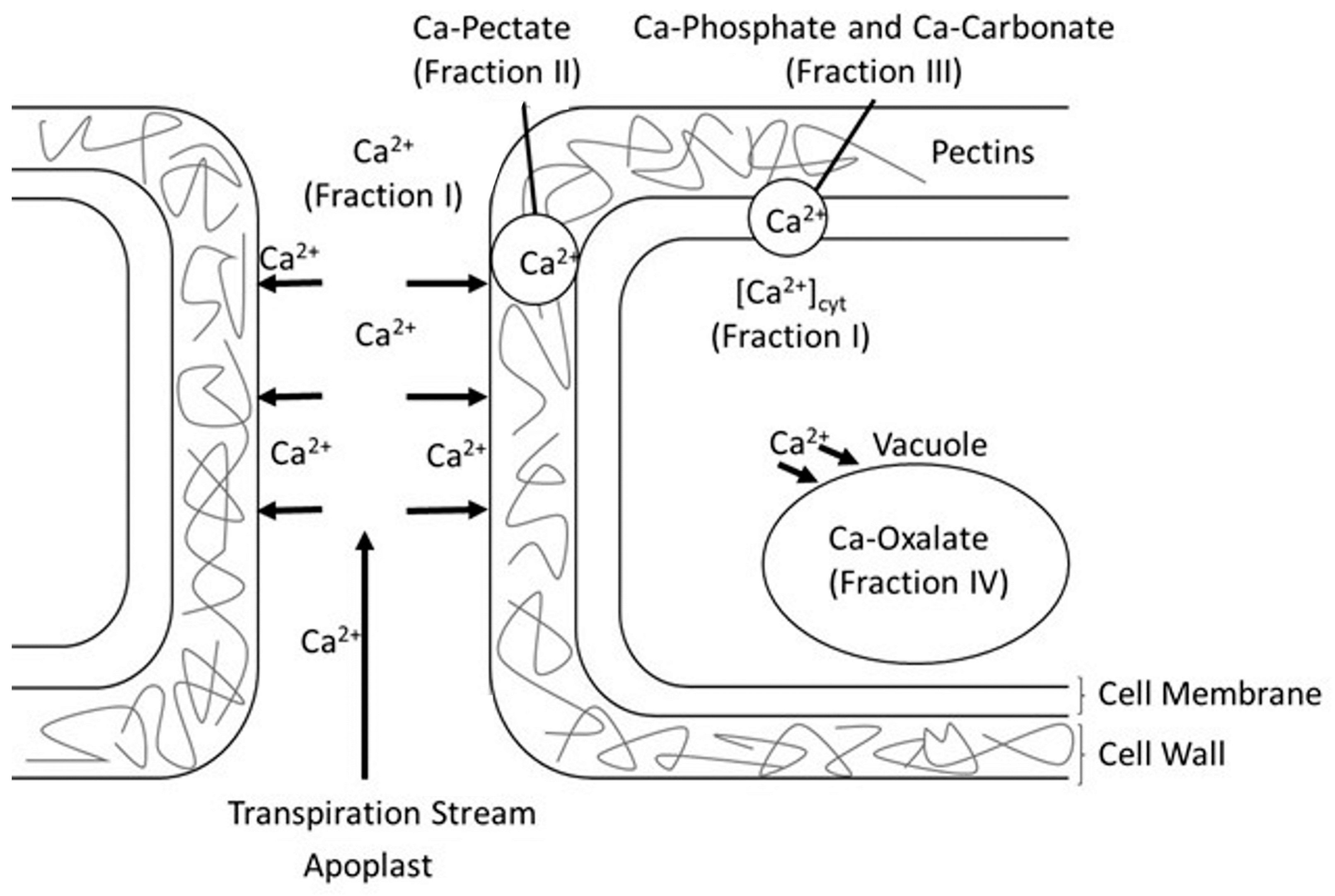Agronomy 13 02971 g001 Agronomy 13 02971 g001