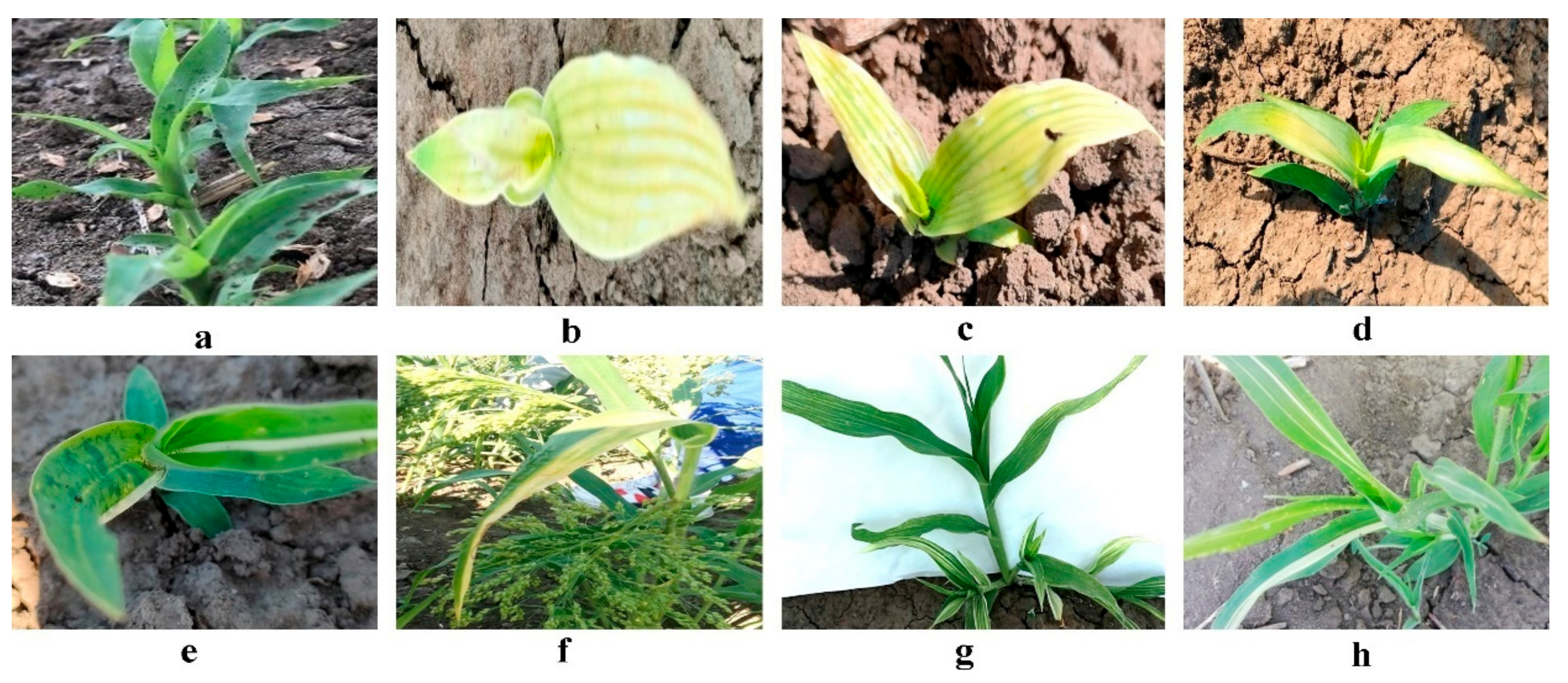 Agronomy 13 02973 g001