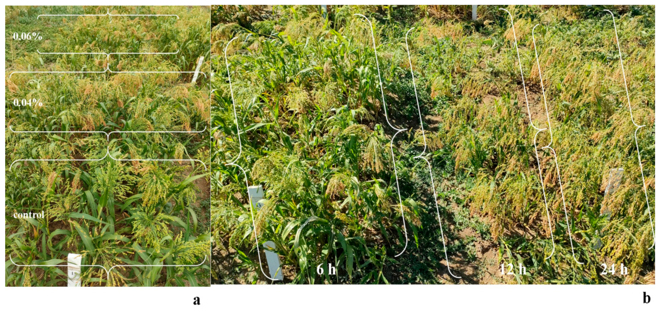 Agronomy 13 02973 g002