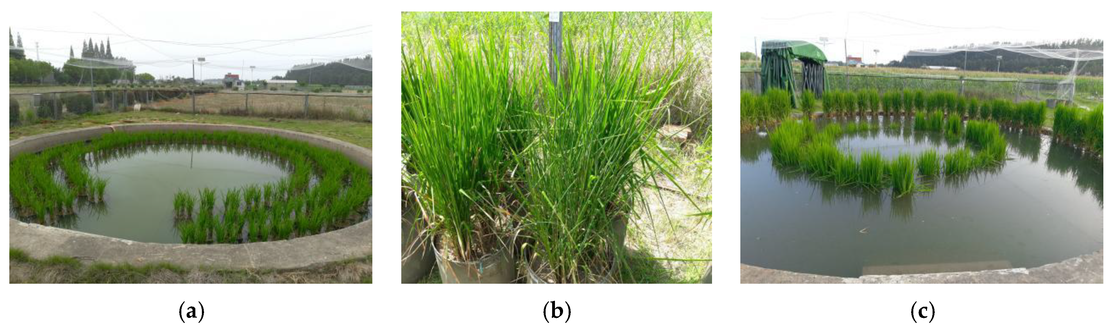 Agronomy 13 02994 g002