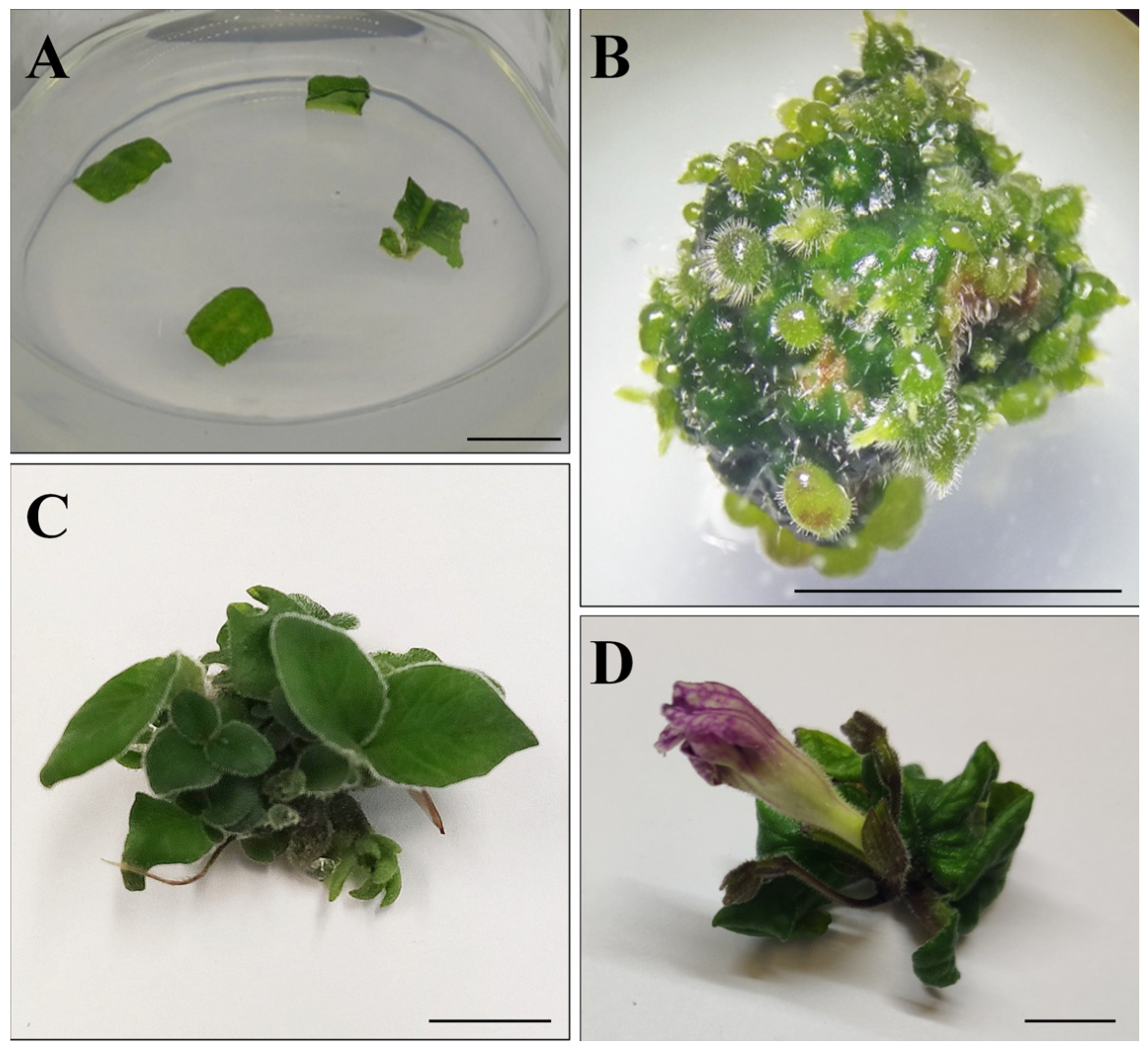 Agronomy 13 03009 g001 Agronomy 13 03009 g001
