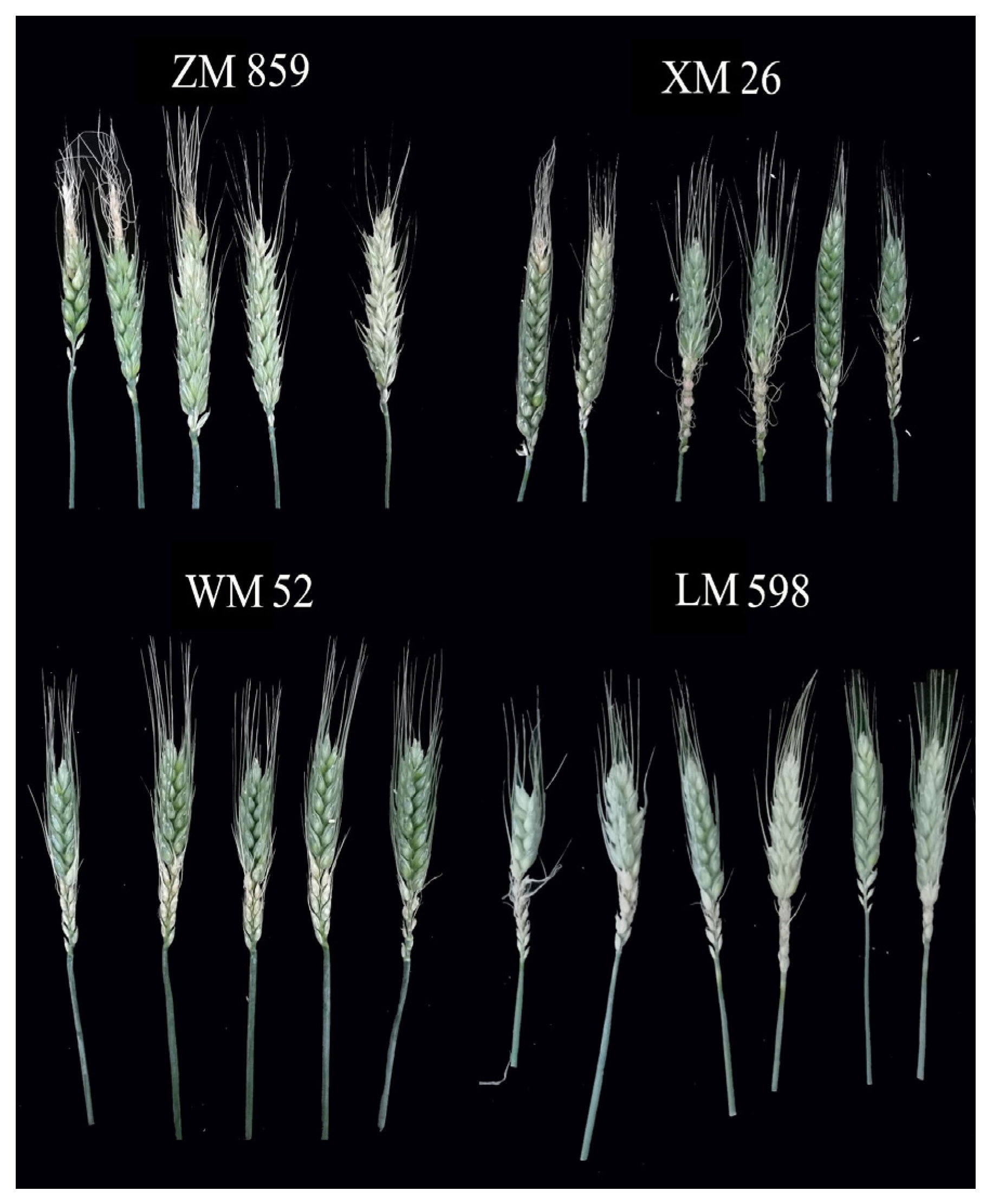 Agronomy 13 03011 g005
