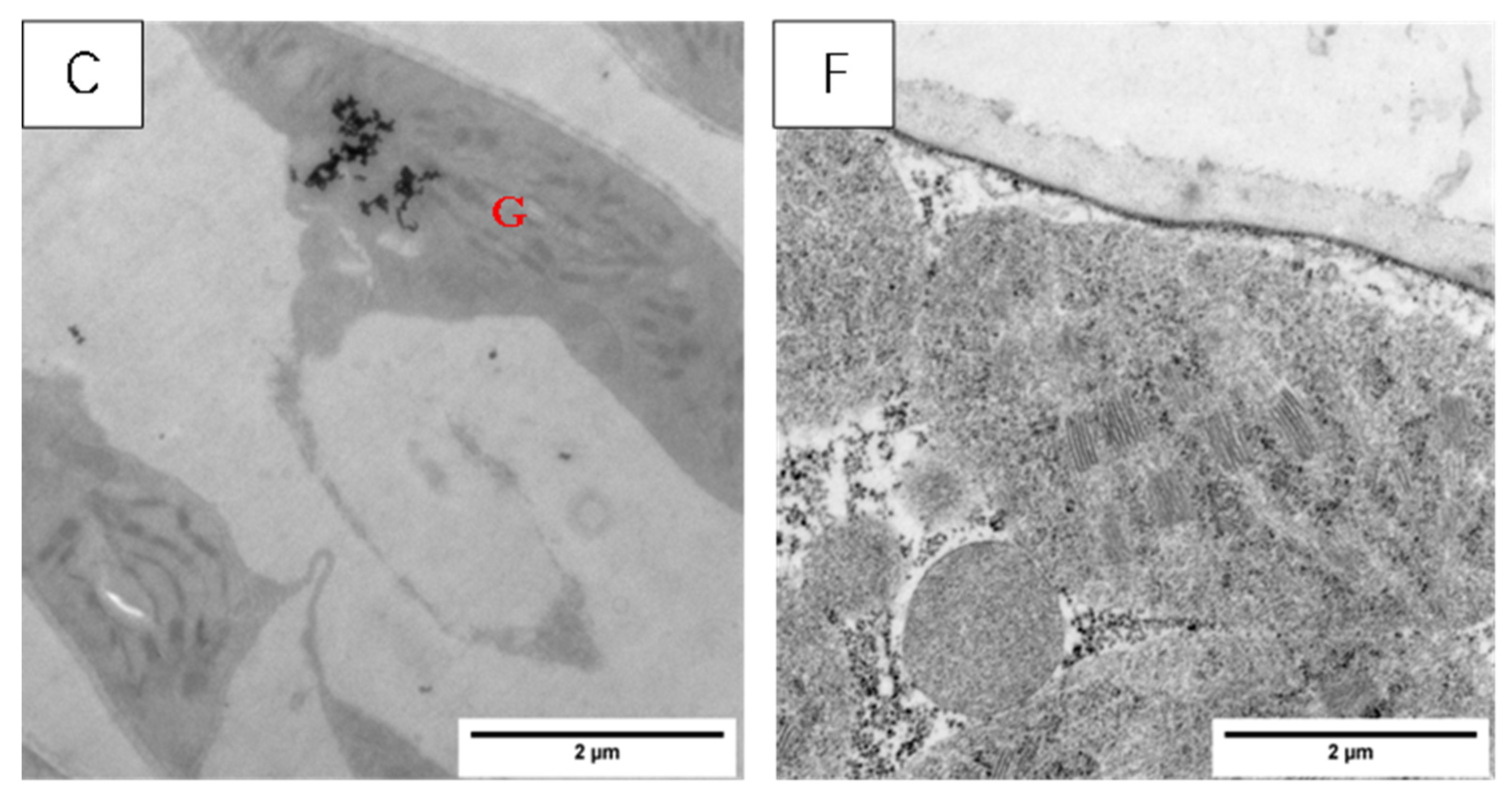 Agronomy 13 03011 g008b