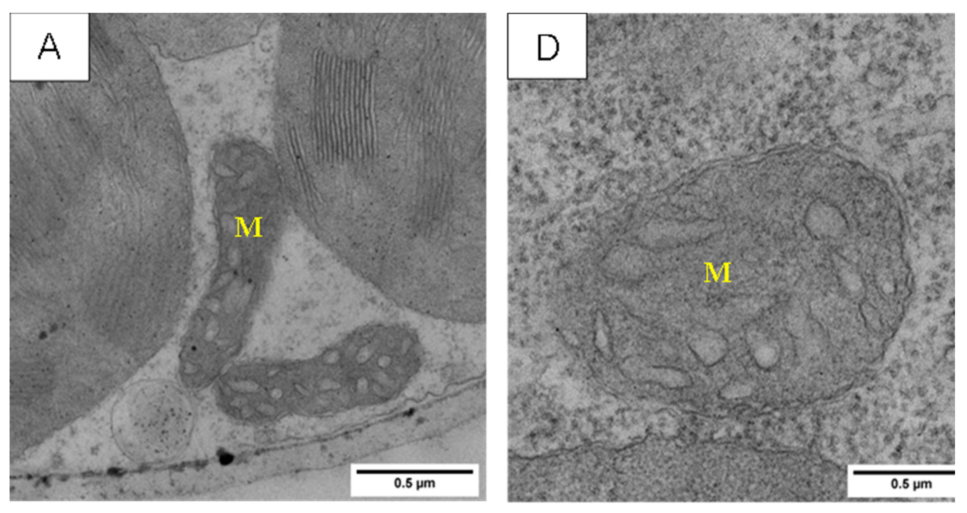 Agronomy 13 03011 g009a