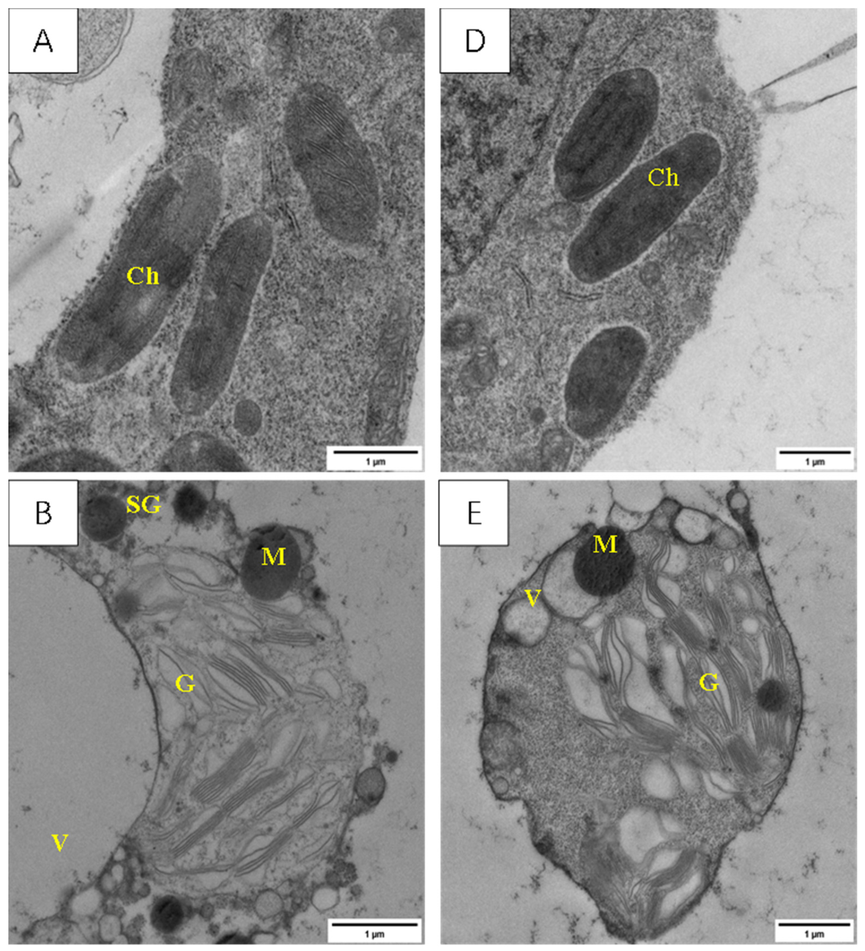 Agronomy 13 03011 g011a
