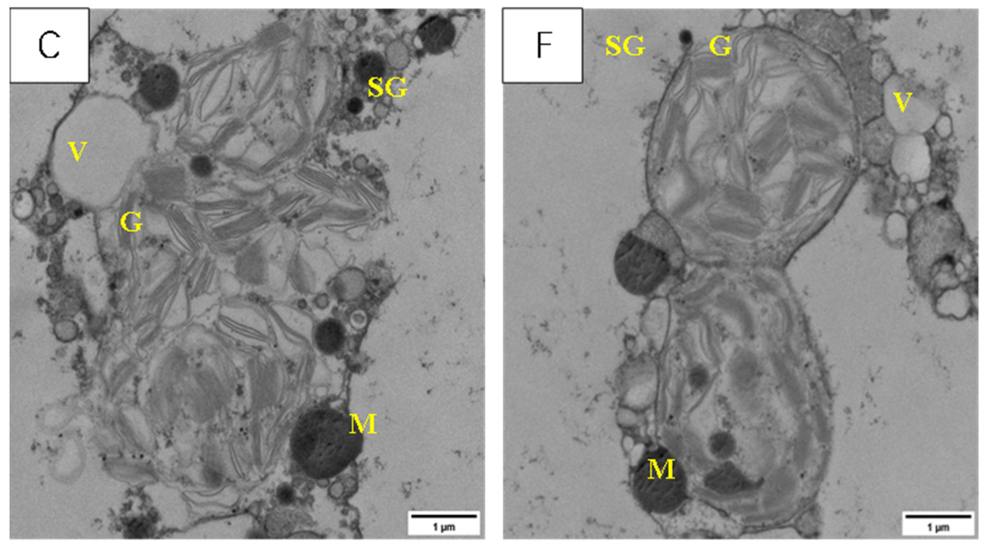 Agronomy 13 03011 g011b