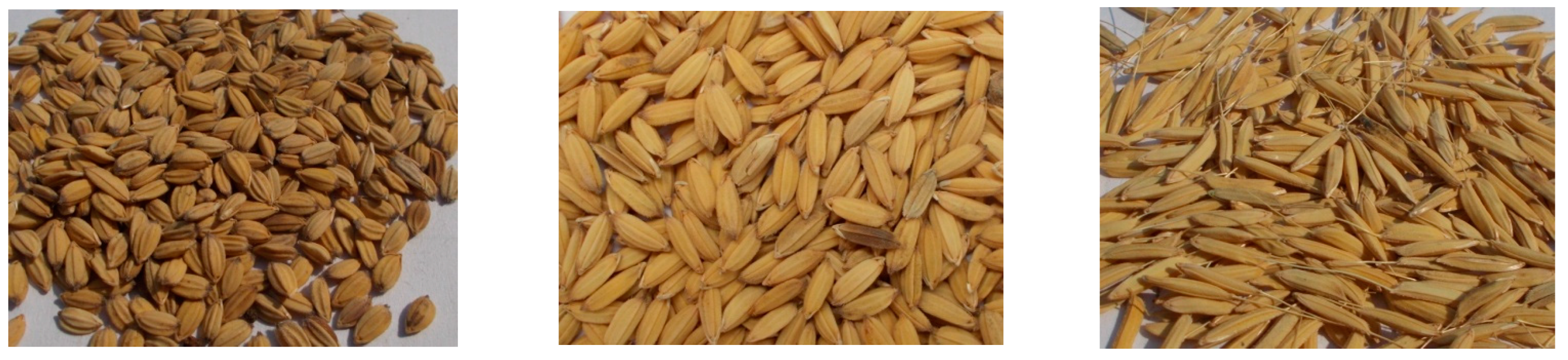 Agronomy 13 03015 g003