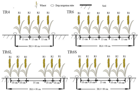 Effects of Different Drip Irrigation Patterns on Grain Yield