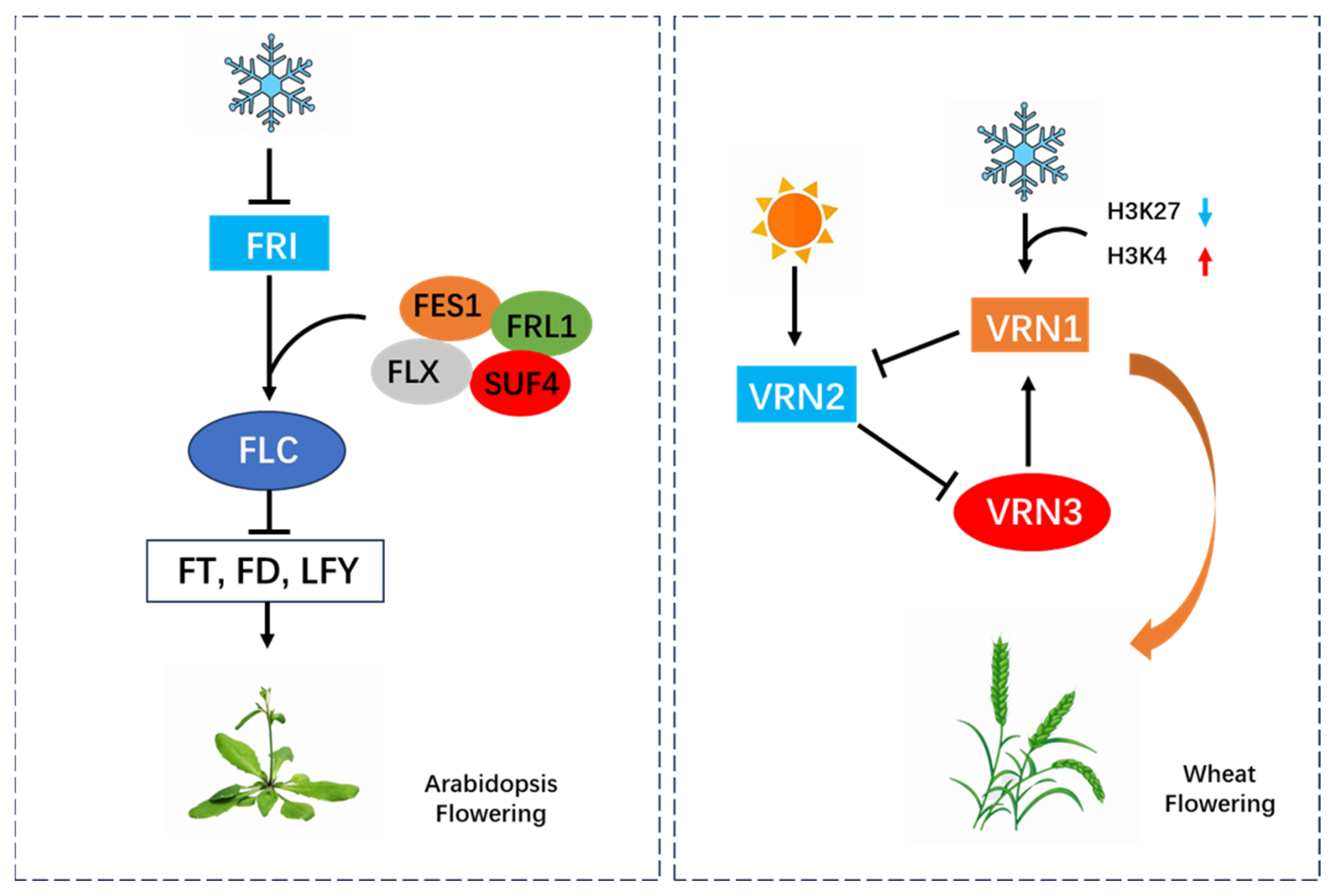 Agronomy 13 03034 g002