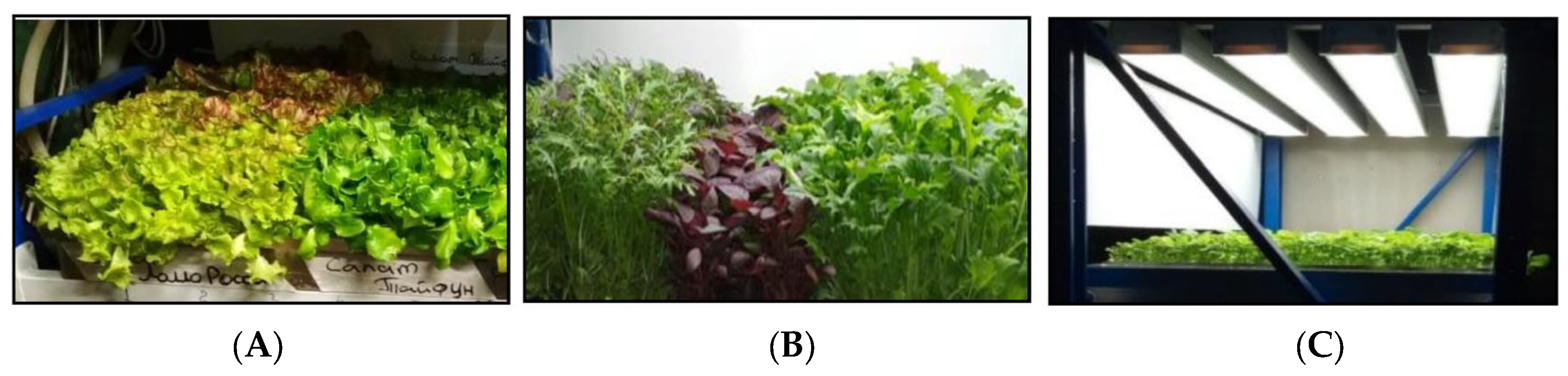 Agronomy 13 03038 g002