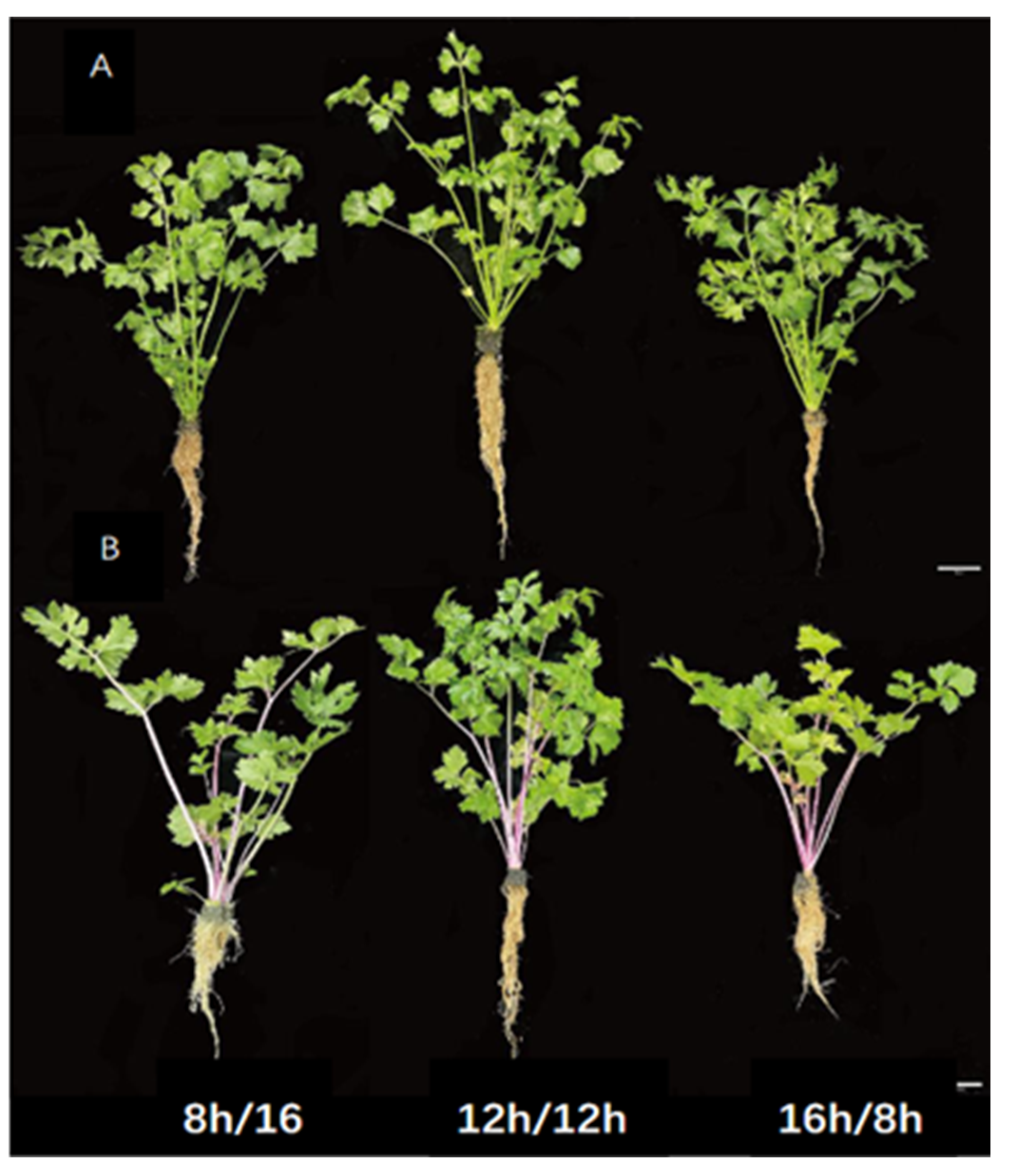 Effects of Different Photoperiods on the Growth and Nutritional ...