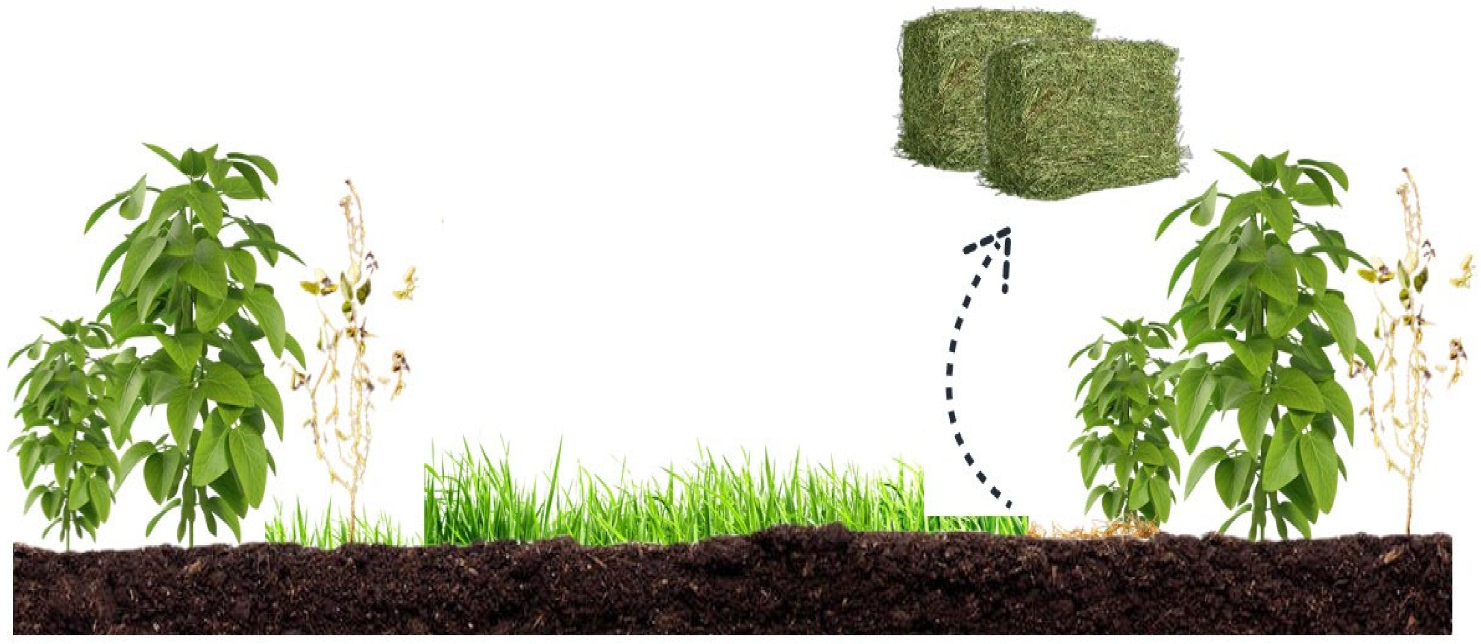 Agronomy 13 03046 g002