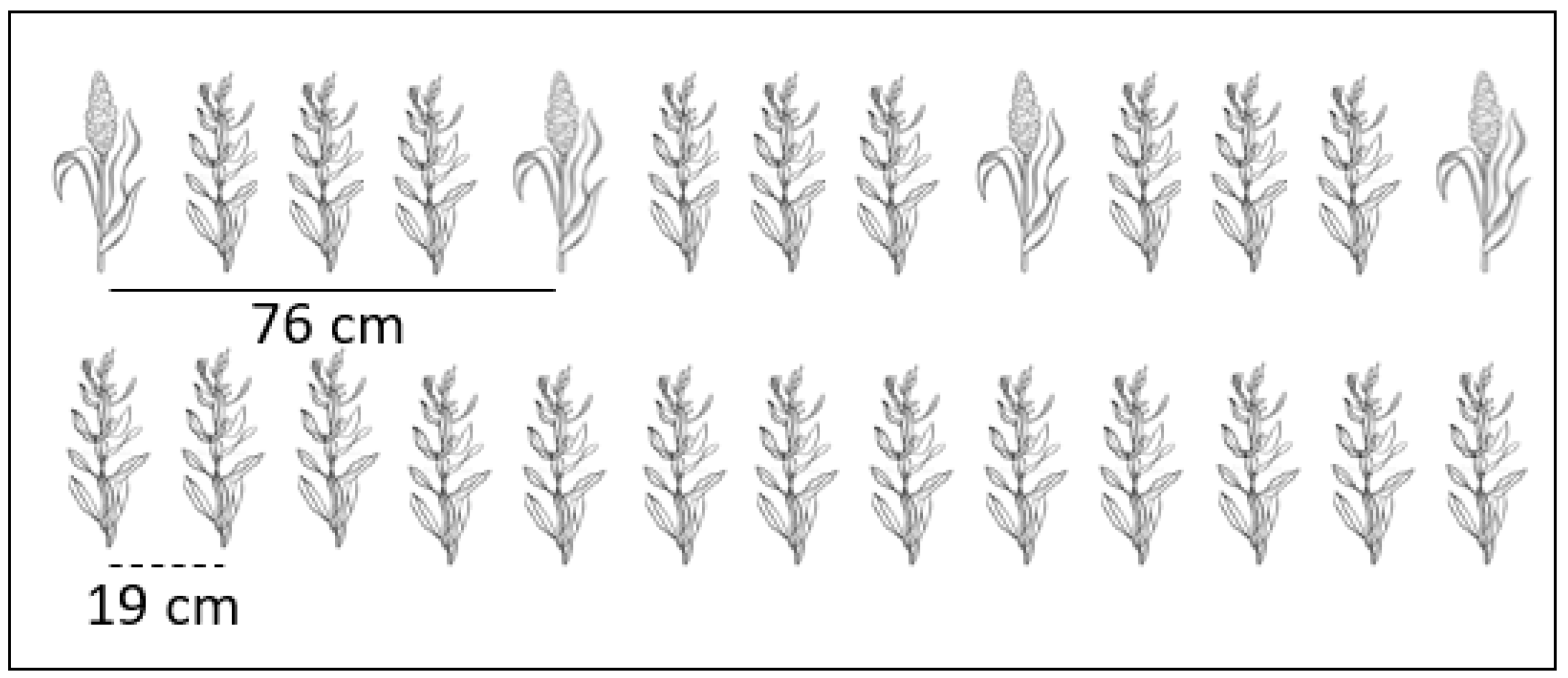 Agronomy 13 03048 g001