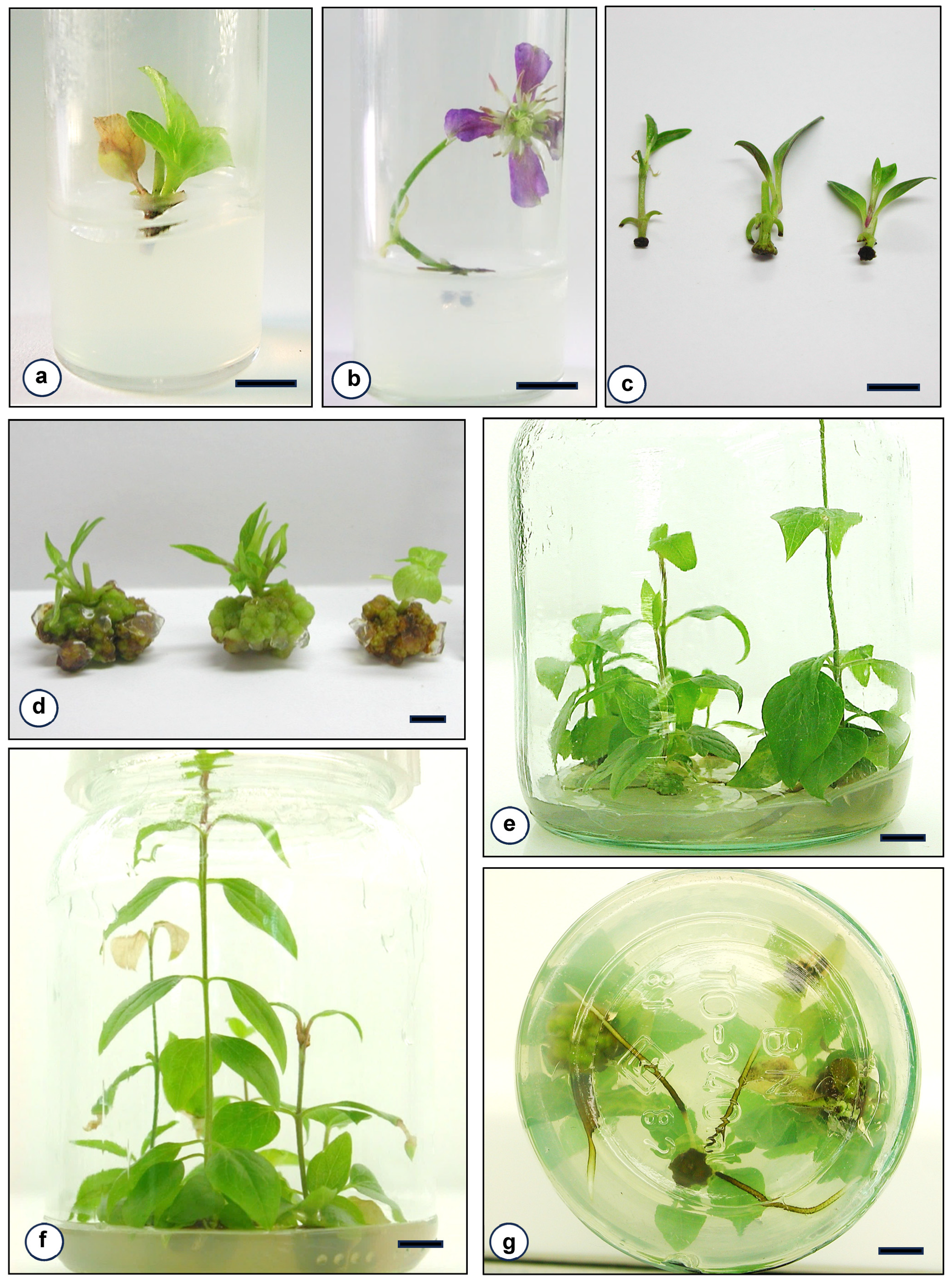 Agronomy 13 03056 g001