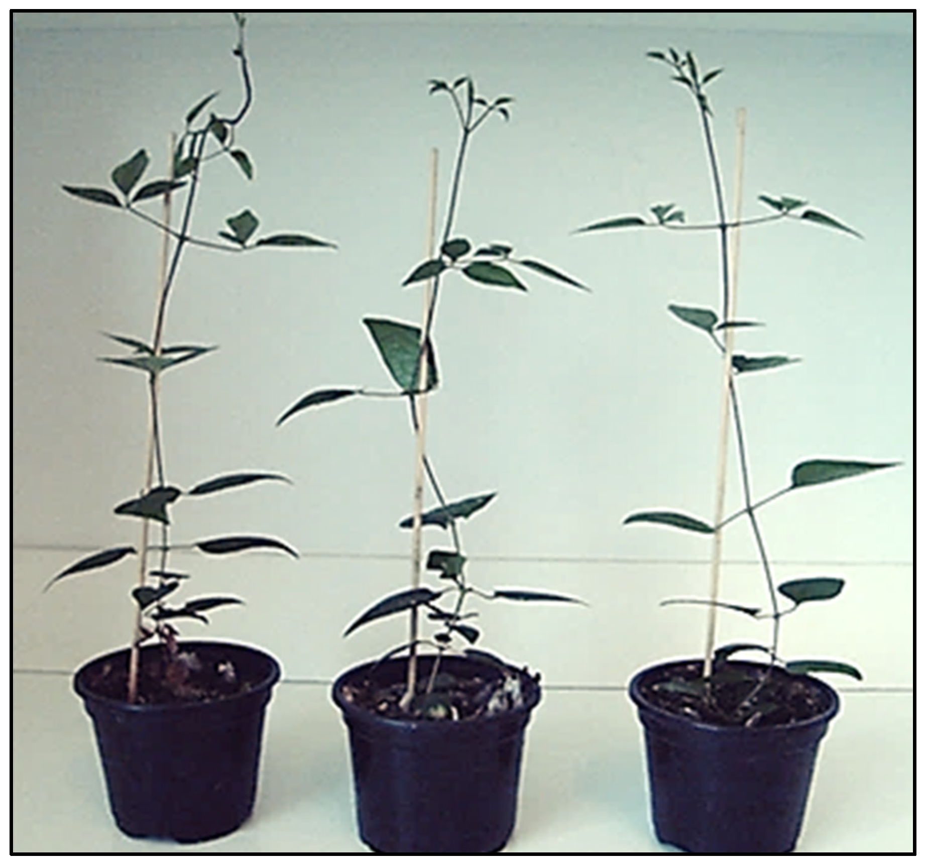 Agronomy 13 03056 g002