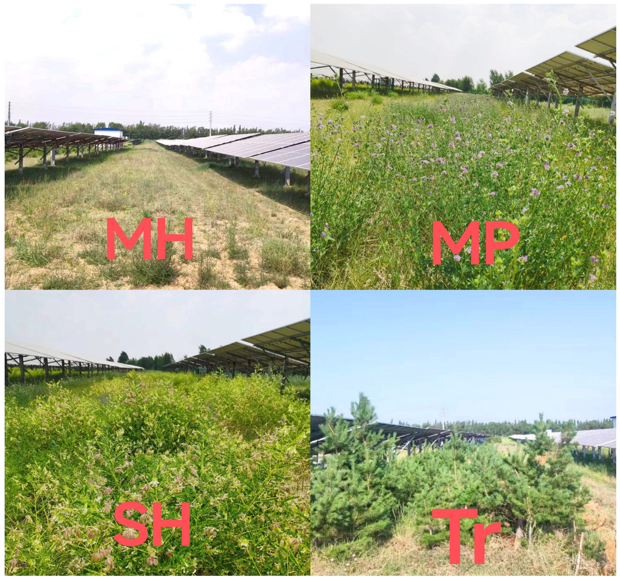 Agronomy 14 00009 g002 Agronomy 14 00009 g002