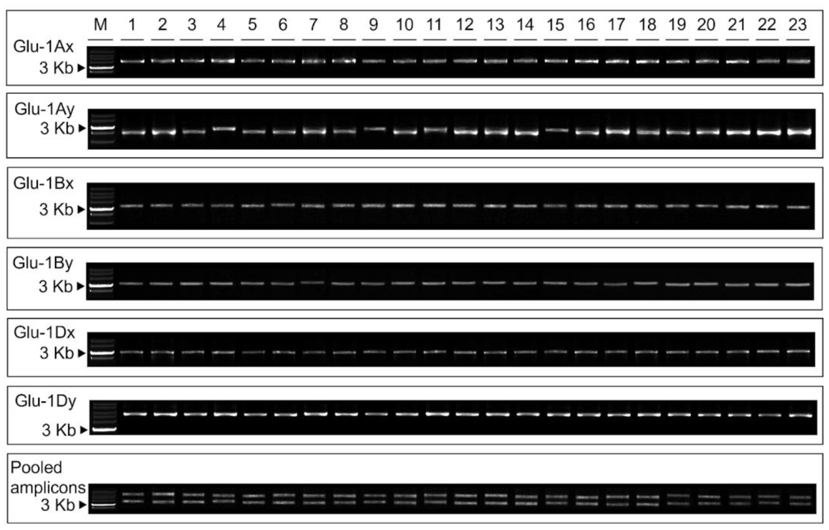 Agronomy 14 00013 g003
