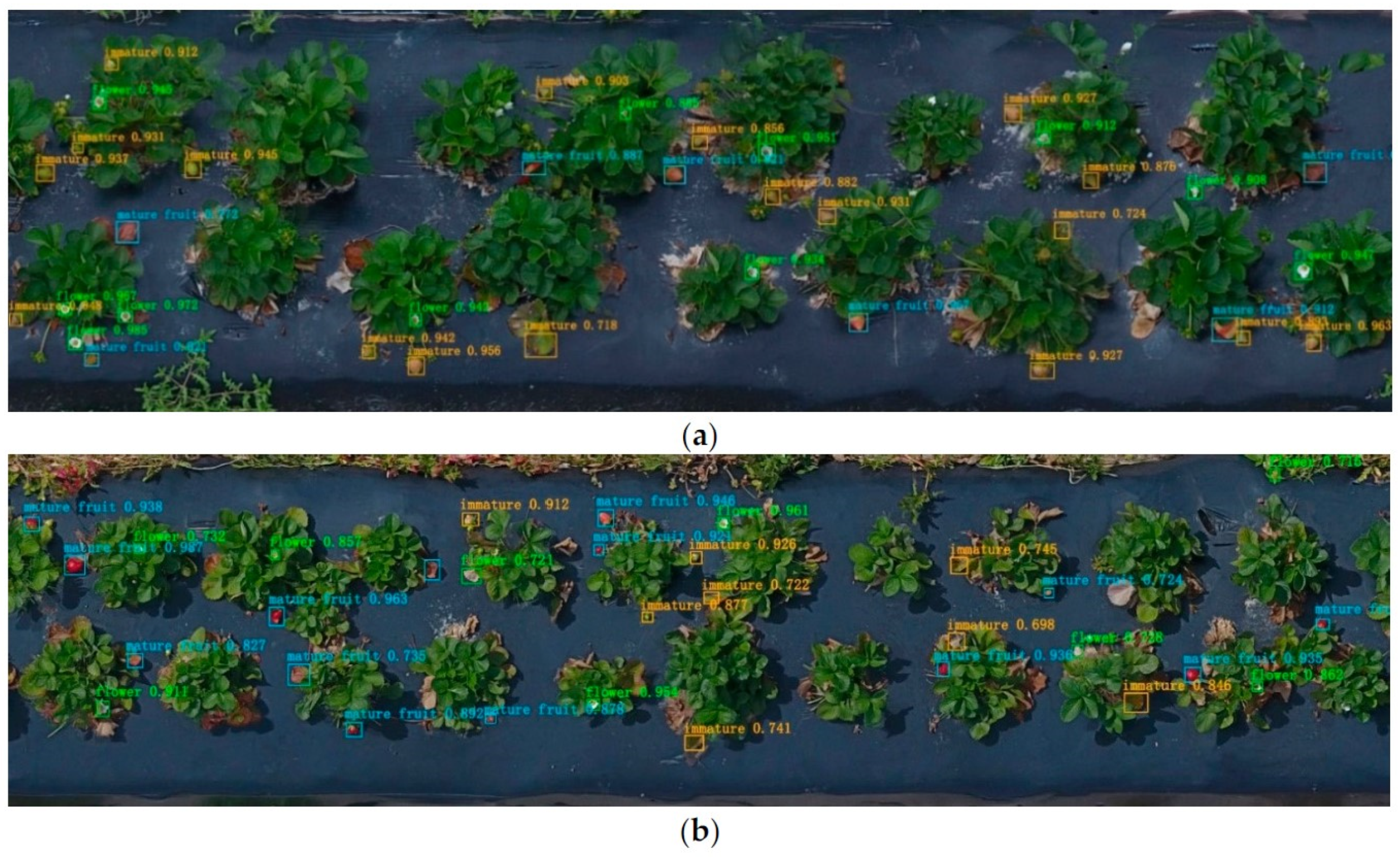 Agronomy 14 00034 g006