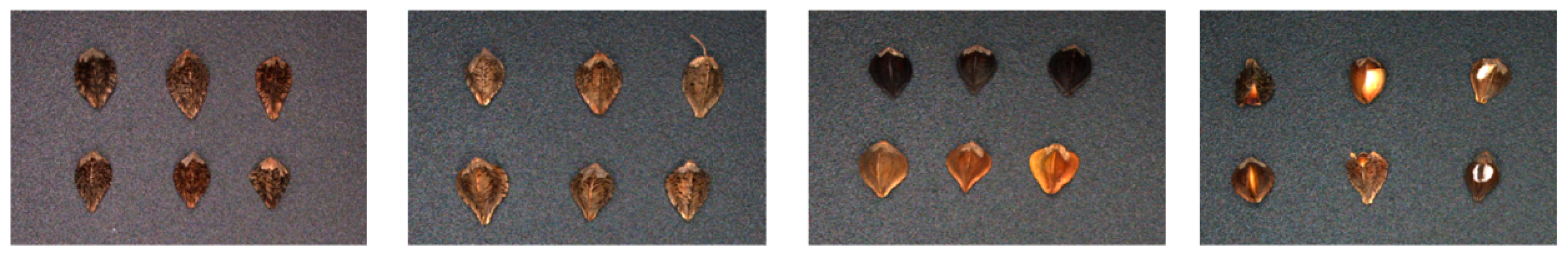 Agronomy 14 00037 g004