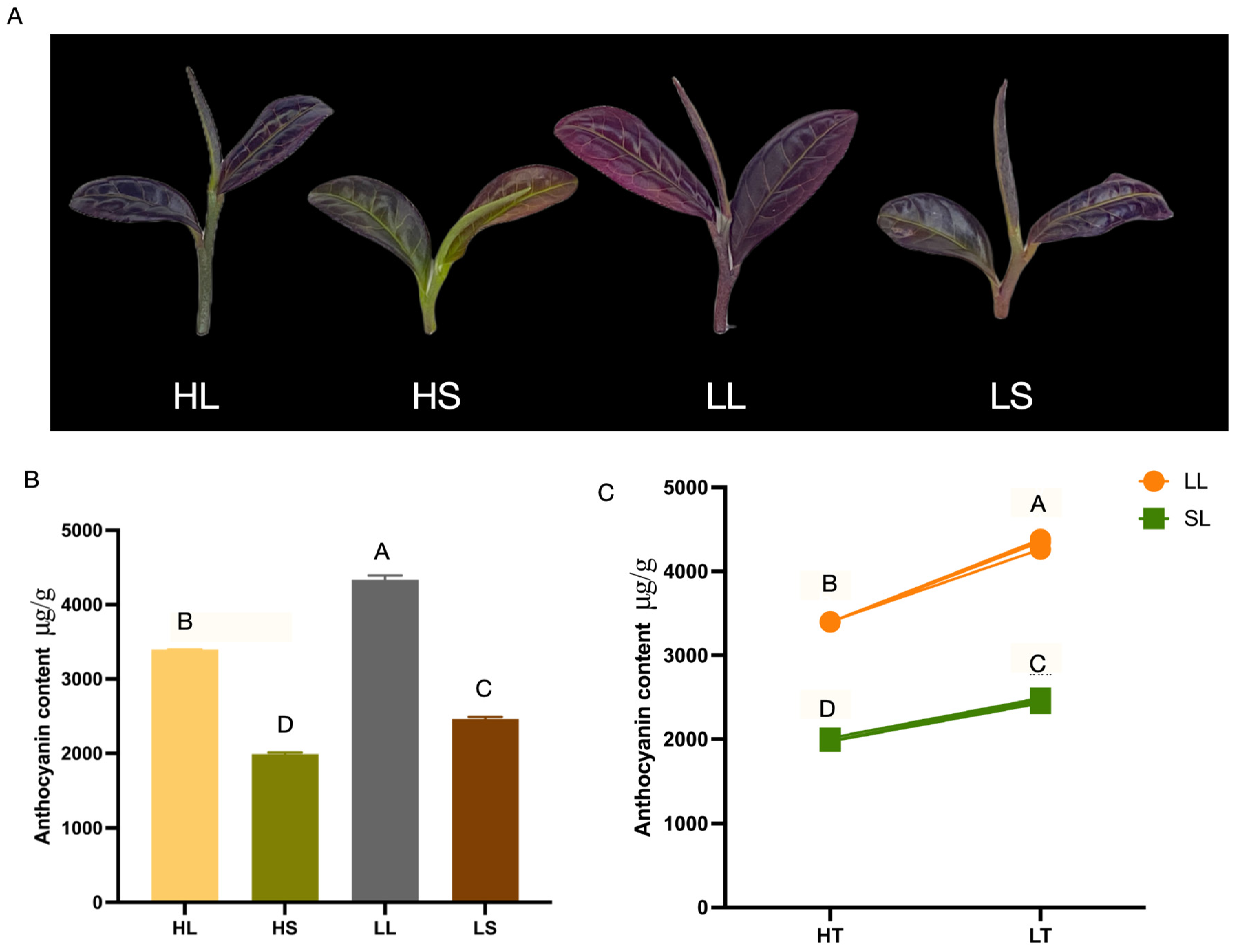 Agronomy 14 00056 g001