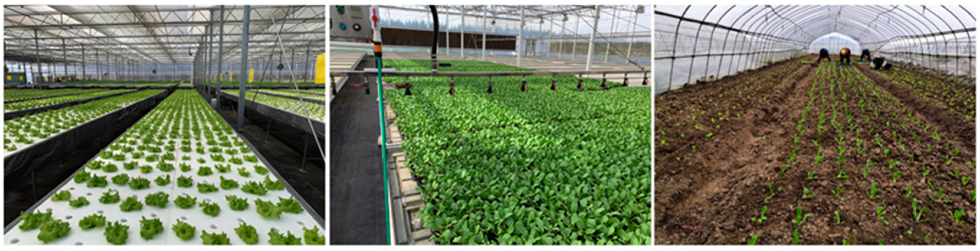 Agronomy 14 00076 g001