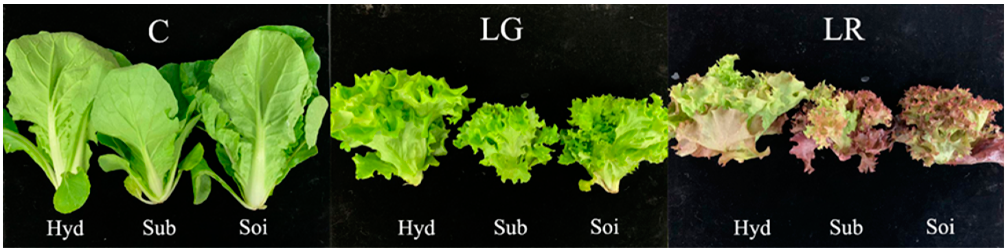Agronomy 14 00076 g003