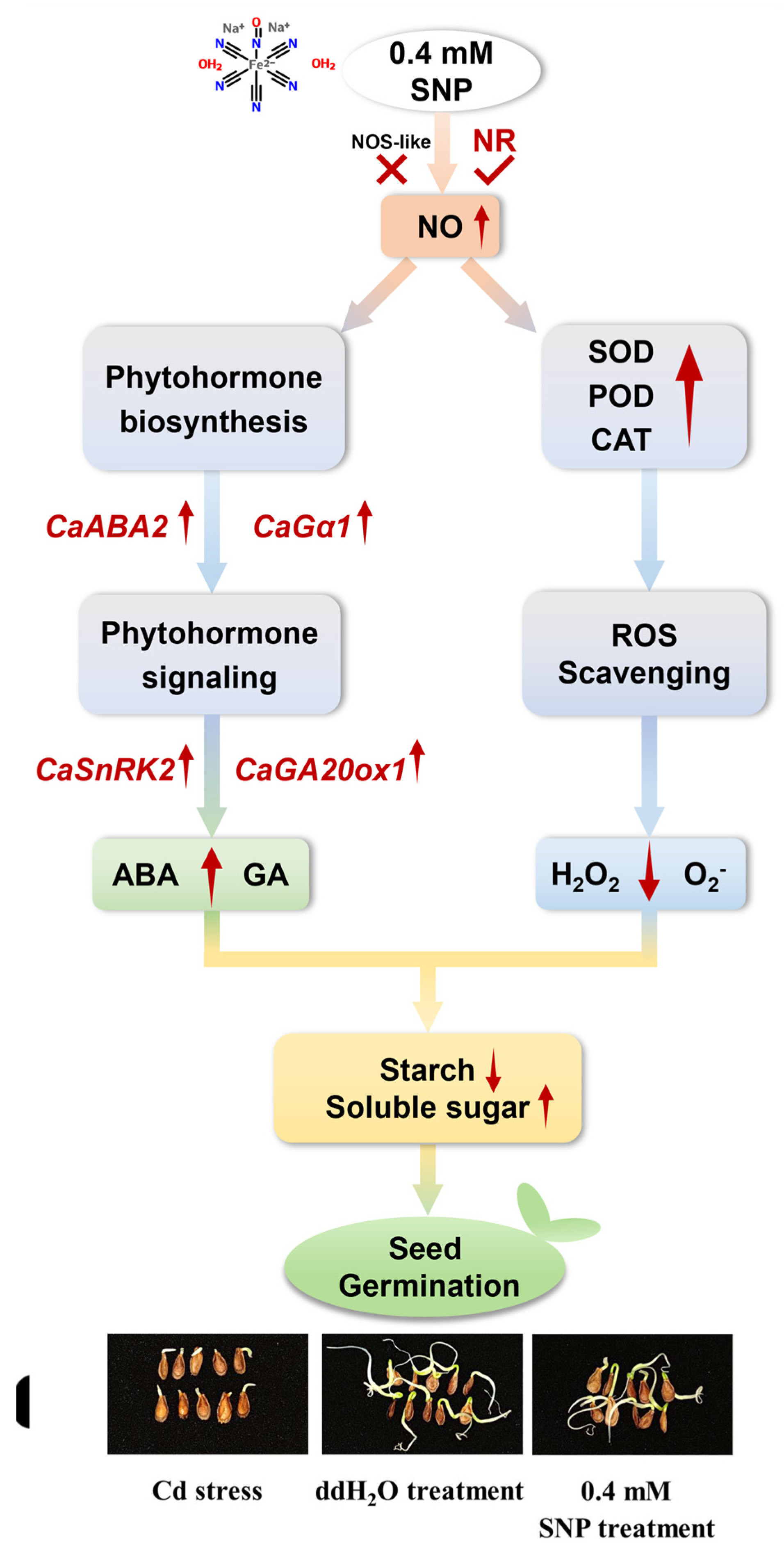 Nitric Oxide Promoted the Seed Germination of Cynanchum