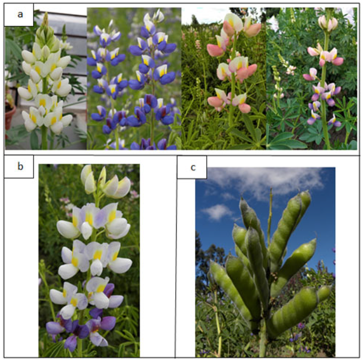 Agronomy 14 00094 g002