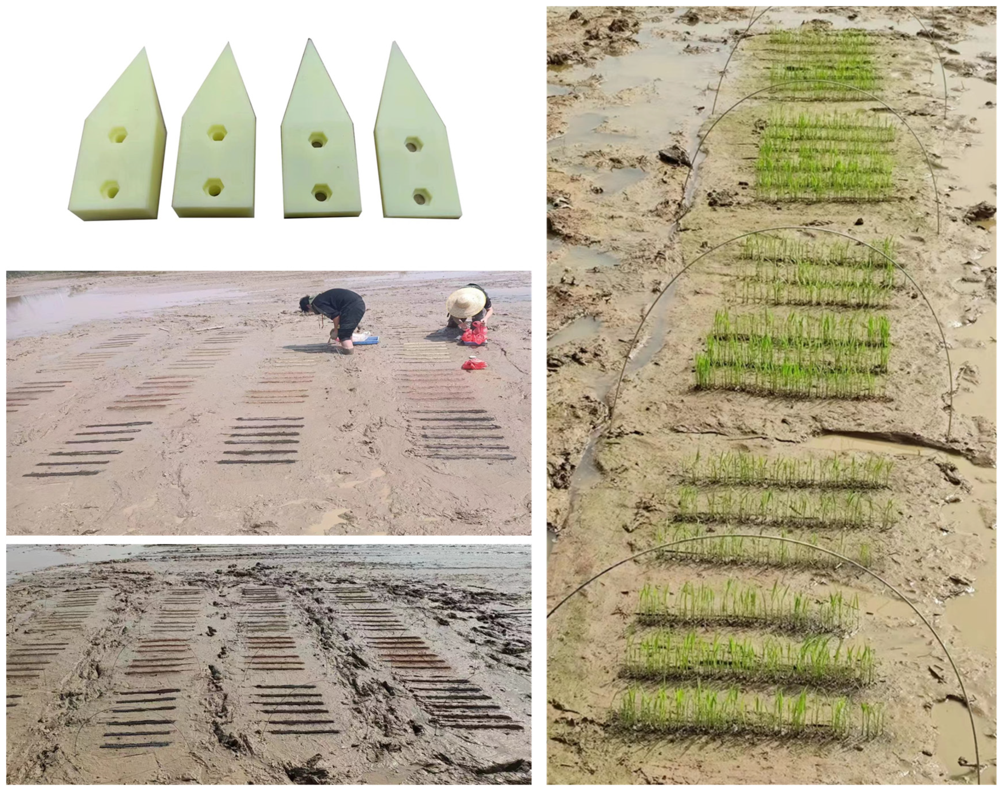 Agronomy 14 00098 g001