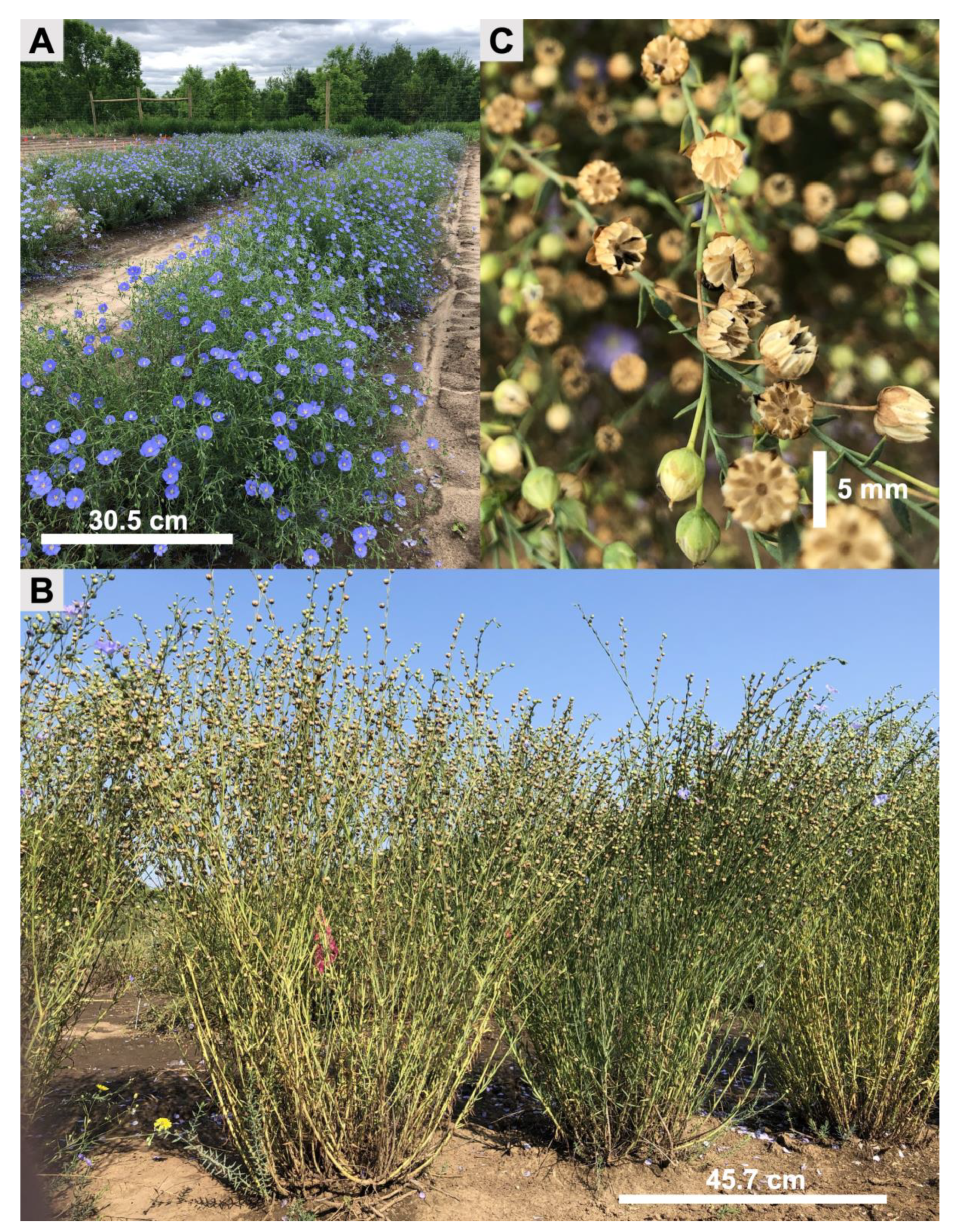 Agronomy 14 00099 g001